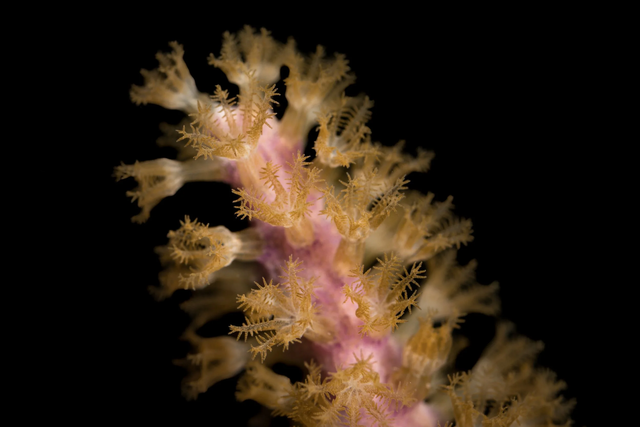 Bipinnate Sea Plume (Antillogorgia bipinnata)