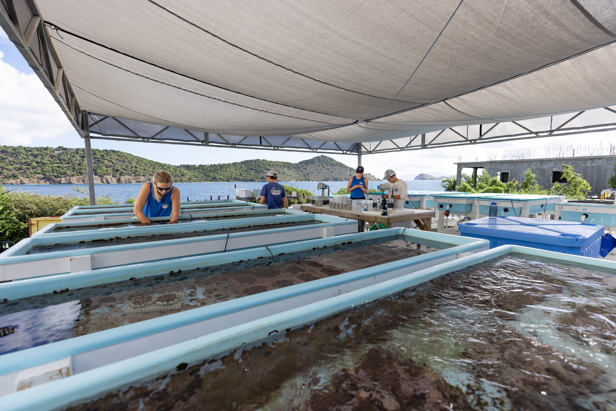 CoralRestorationVirginIslands_-5.jpg