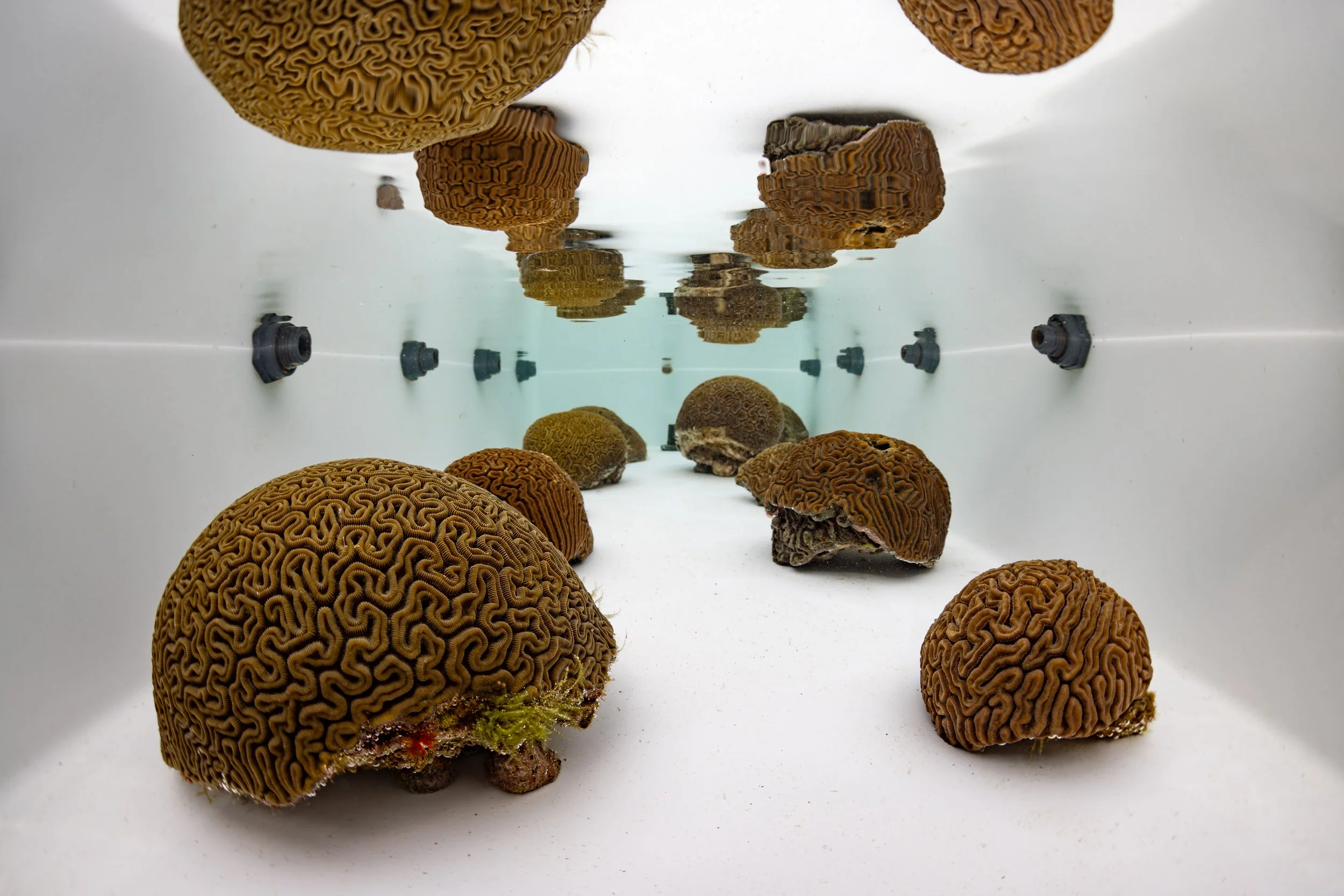 GroovedBrainCoral.jpg