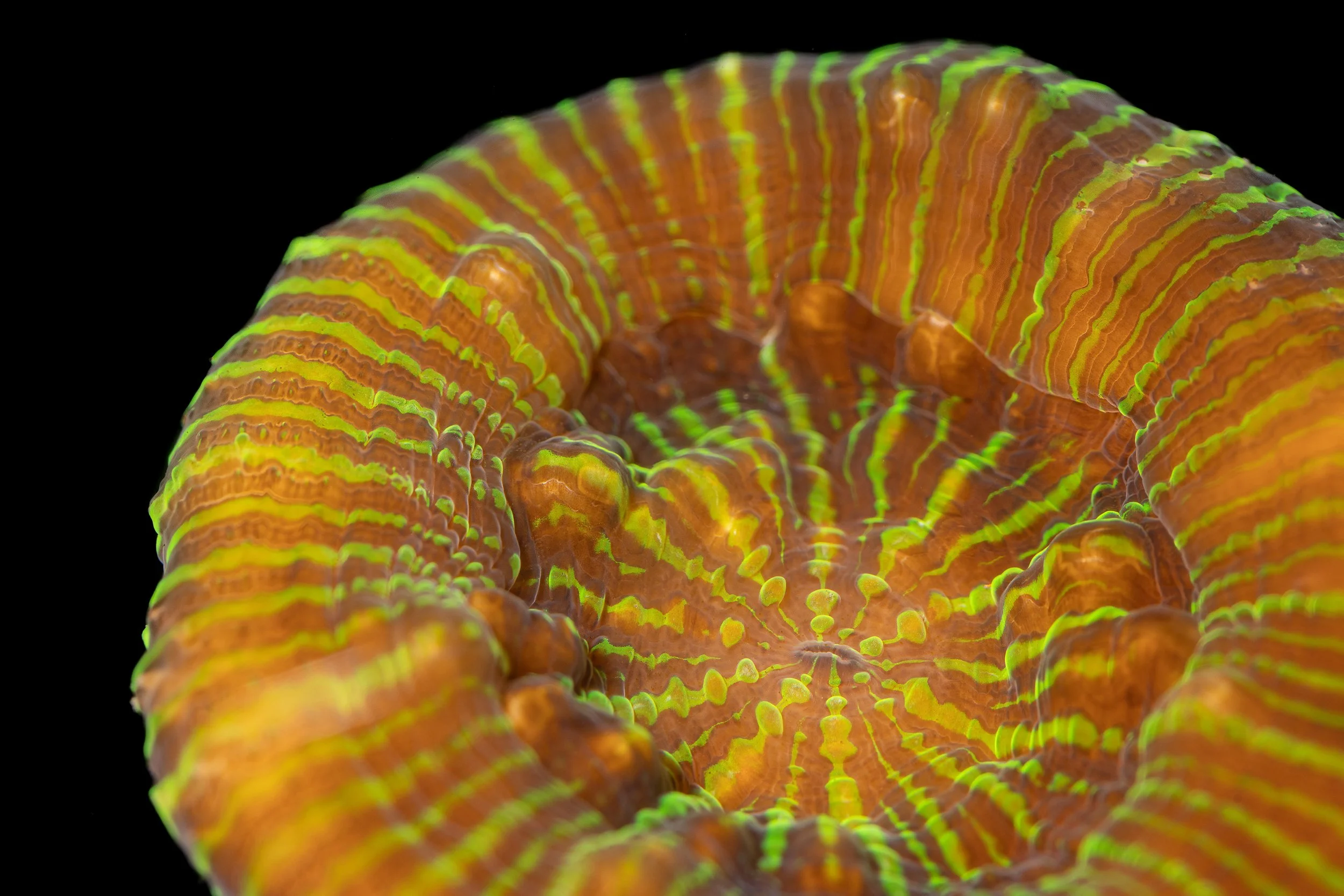 Scolymia spp.