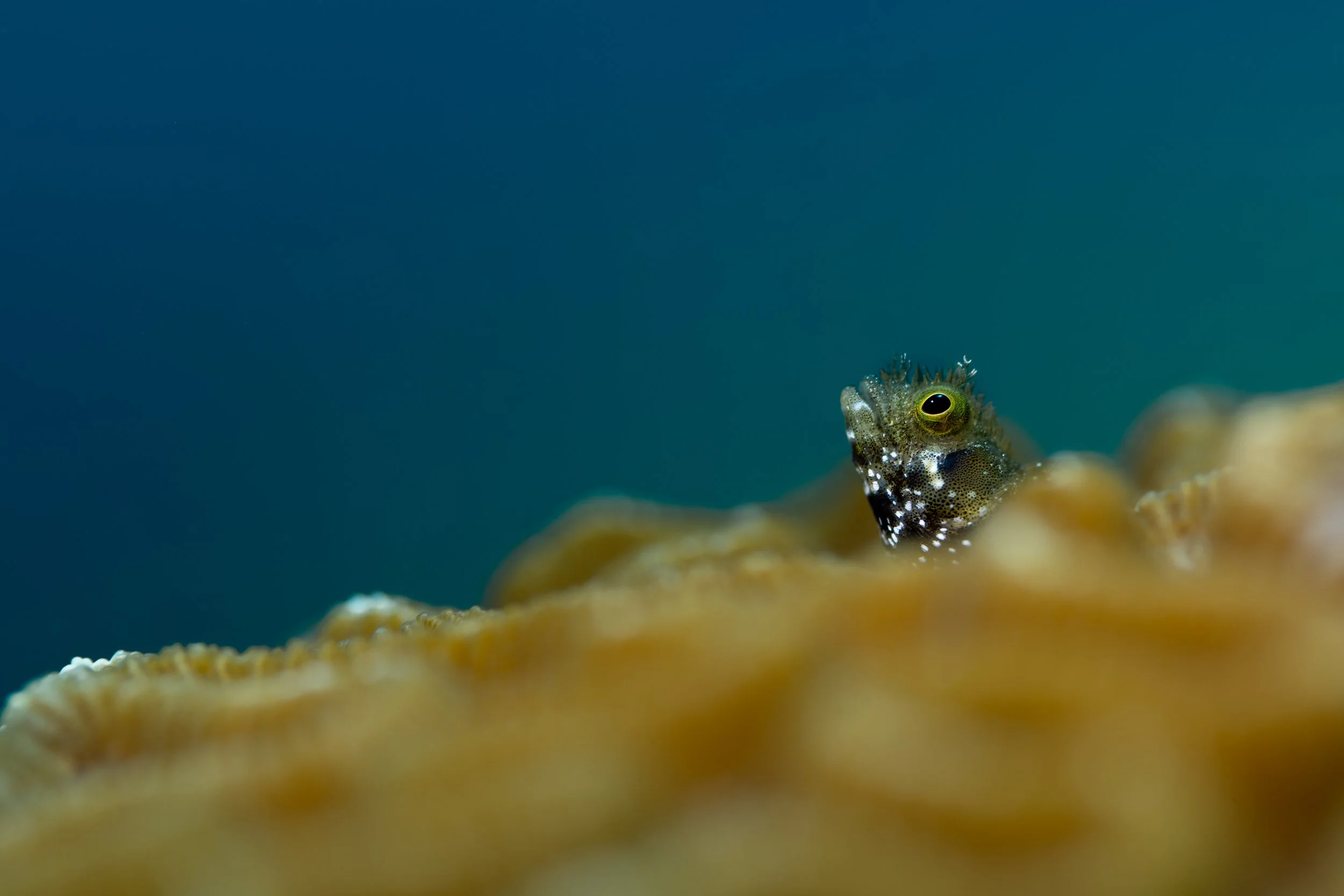 Spinyhead Blenny (Acanthemblemaria spinosa)