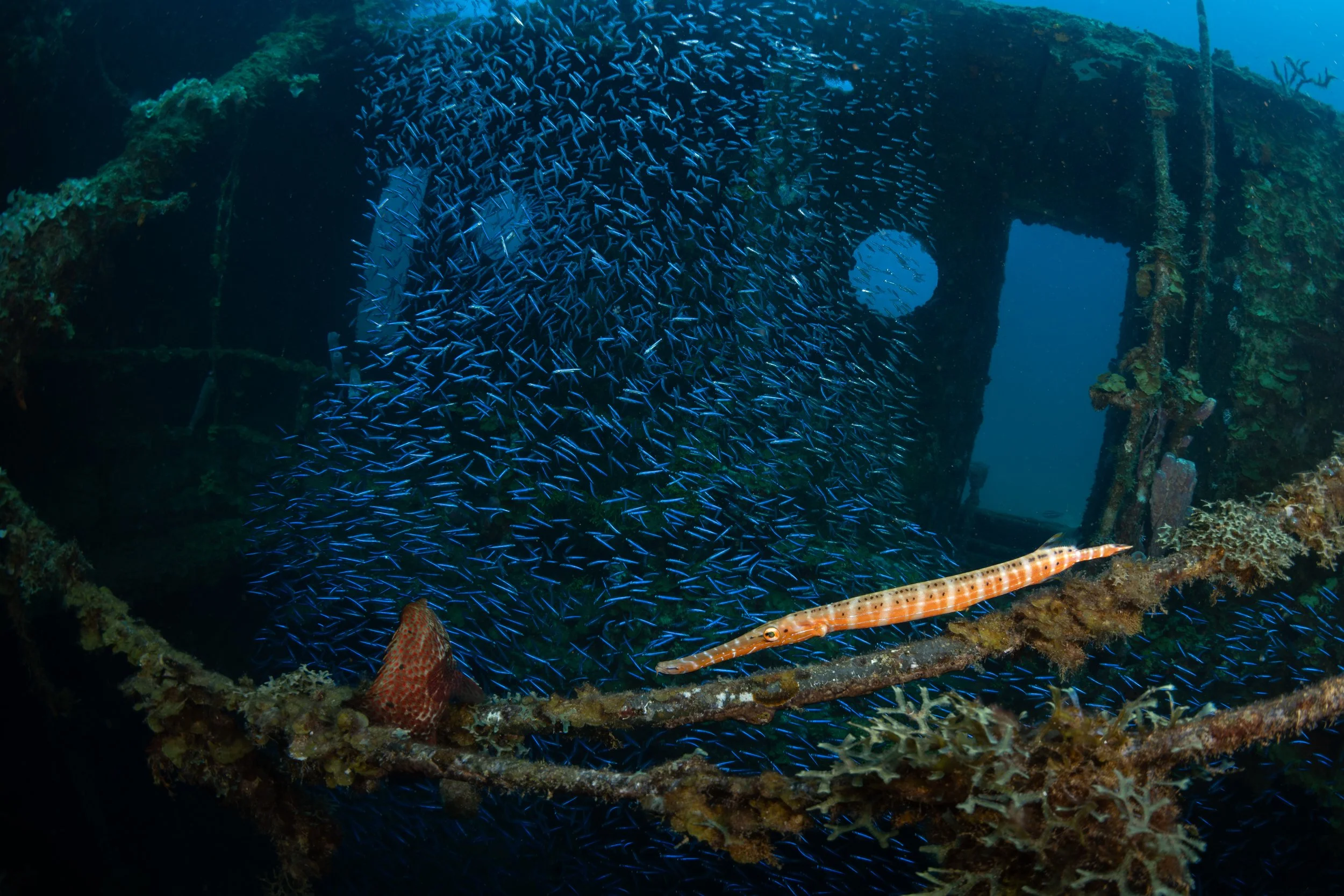Atlantic trumpetfish (Aulostomus strigosus)