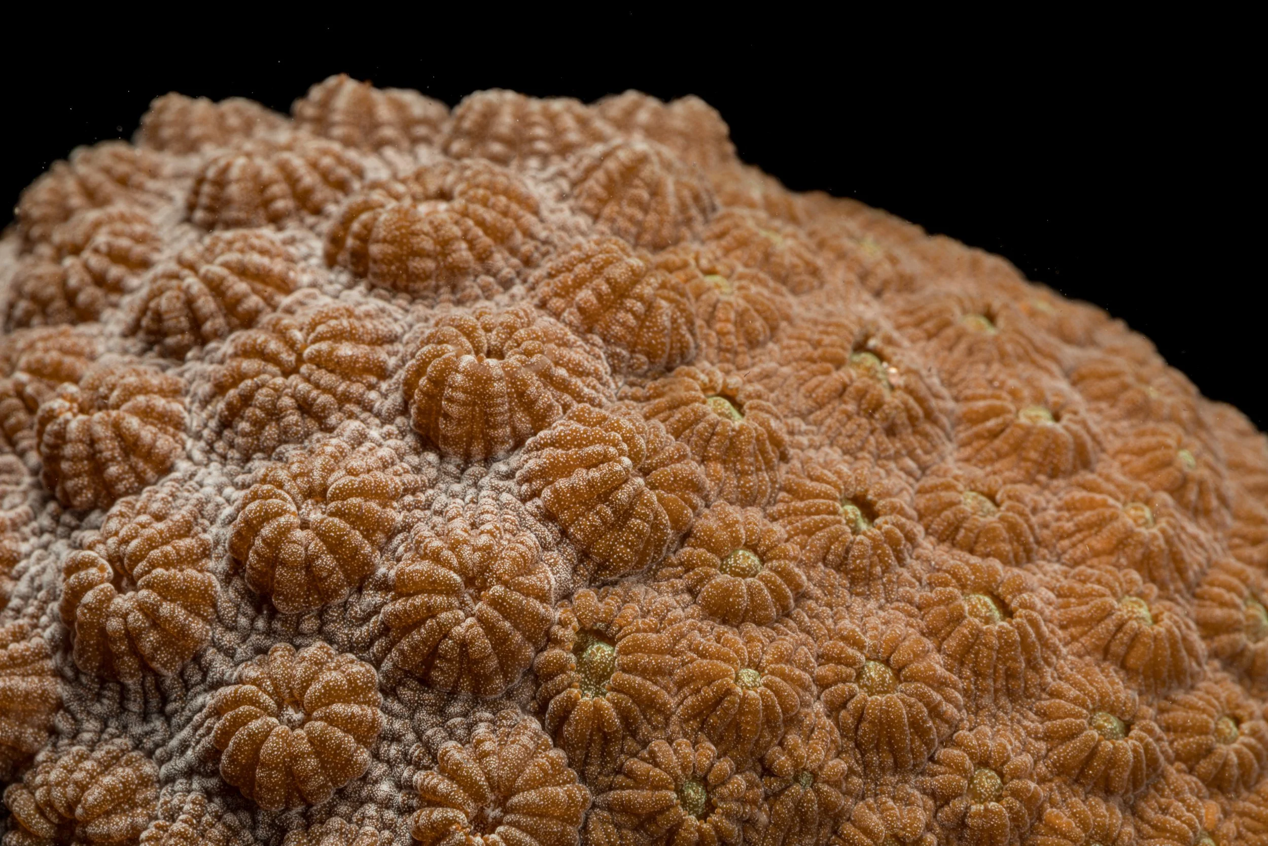 Mountainous Star Coral (Orbicella faveolata) - potential chimera