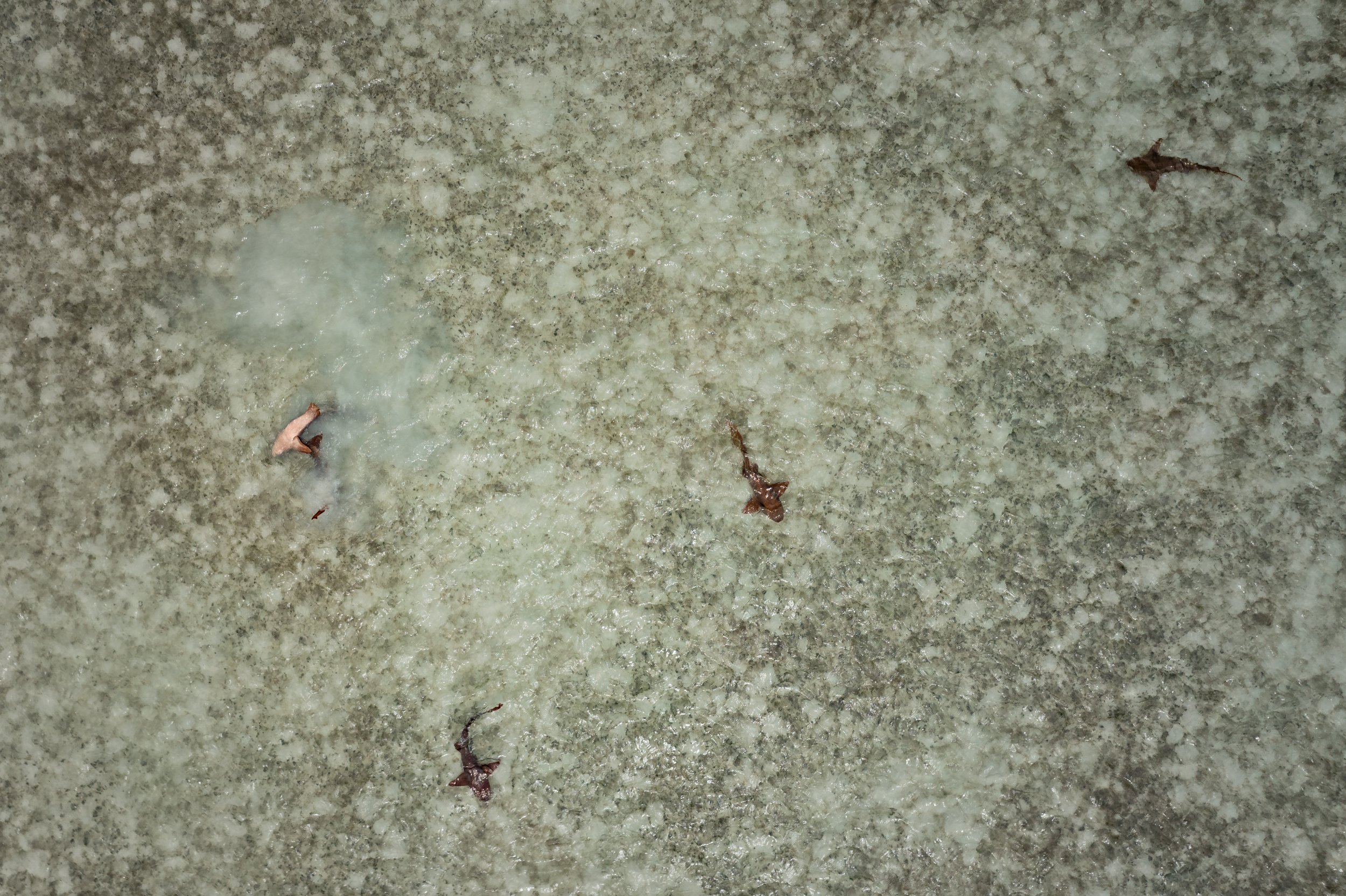DJI_0705.jpg