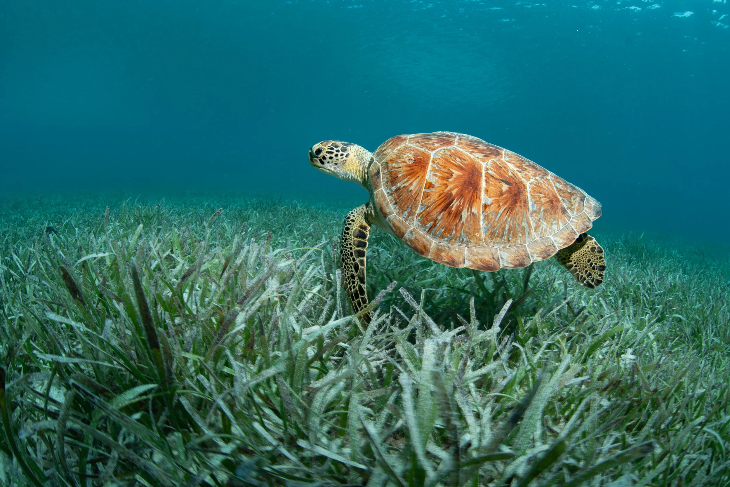 Green Sea Turtle (Chelonia mydas)