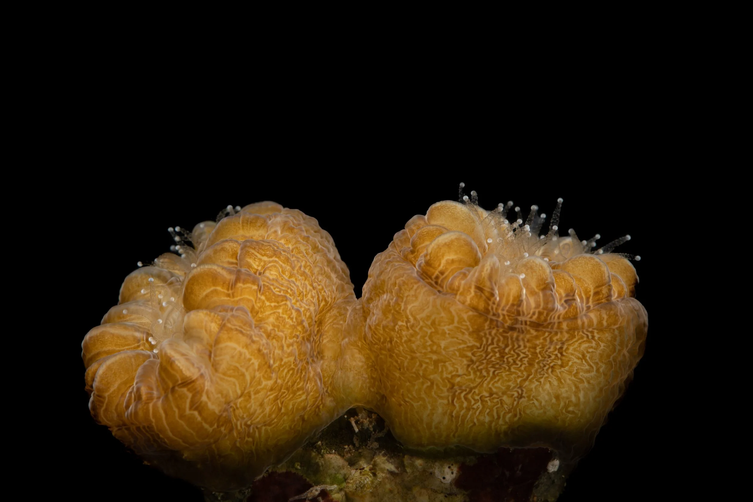 Smooth Flower Coral (Eusmilia fastigiata)