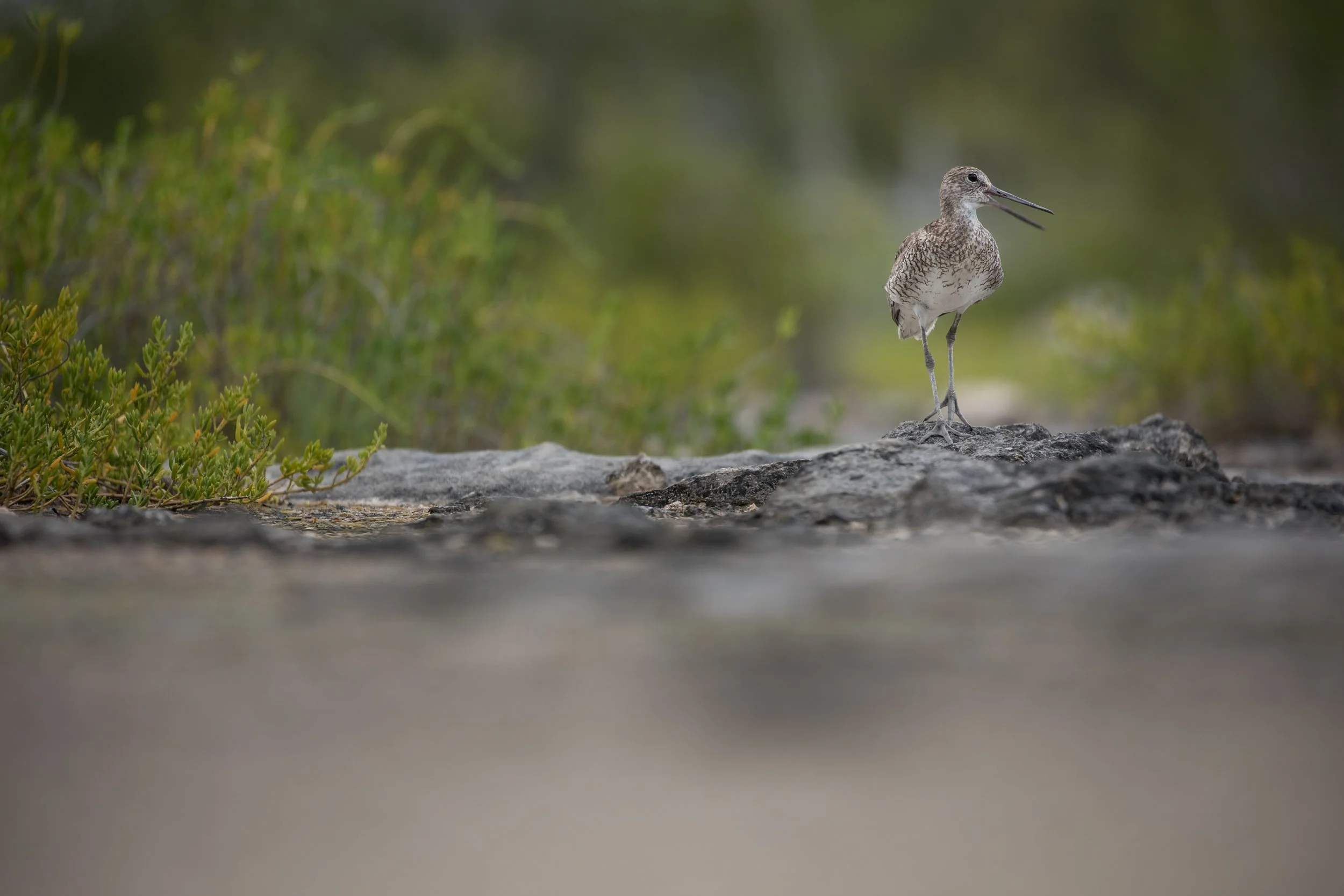 Willet (Tringa semipalmata)