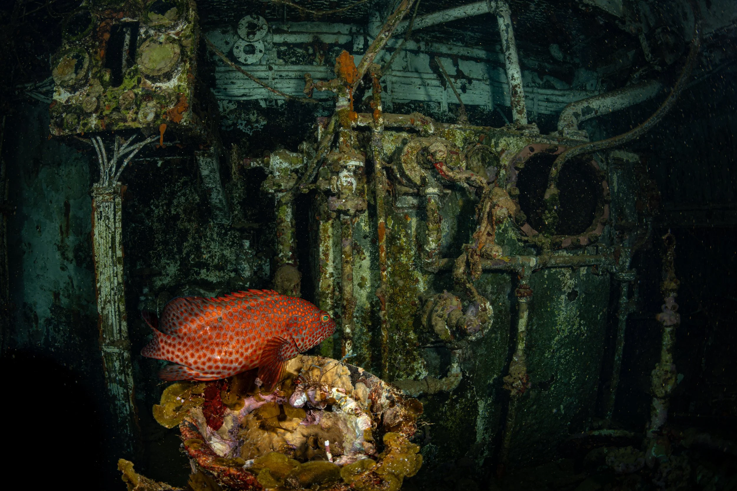 Graysby (Cephalopholis cruentata)