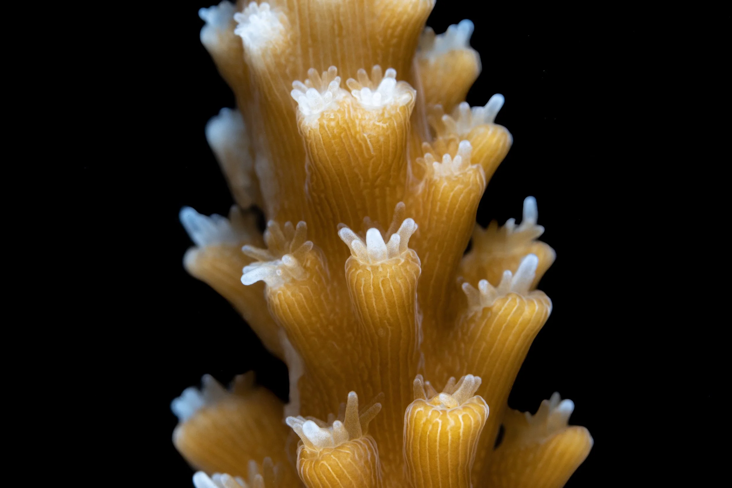 Staghorn Coral (Acropora cervicornis) - bleached polyps