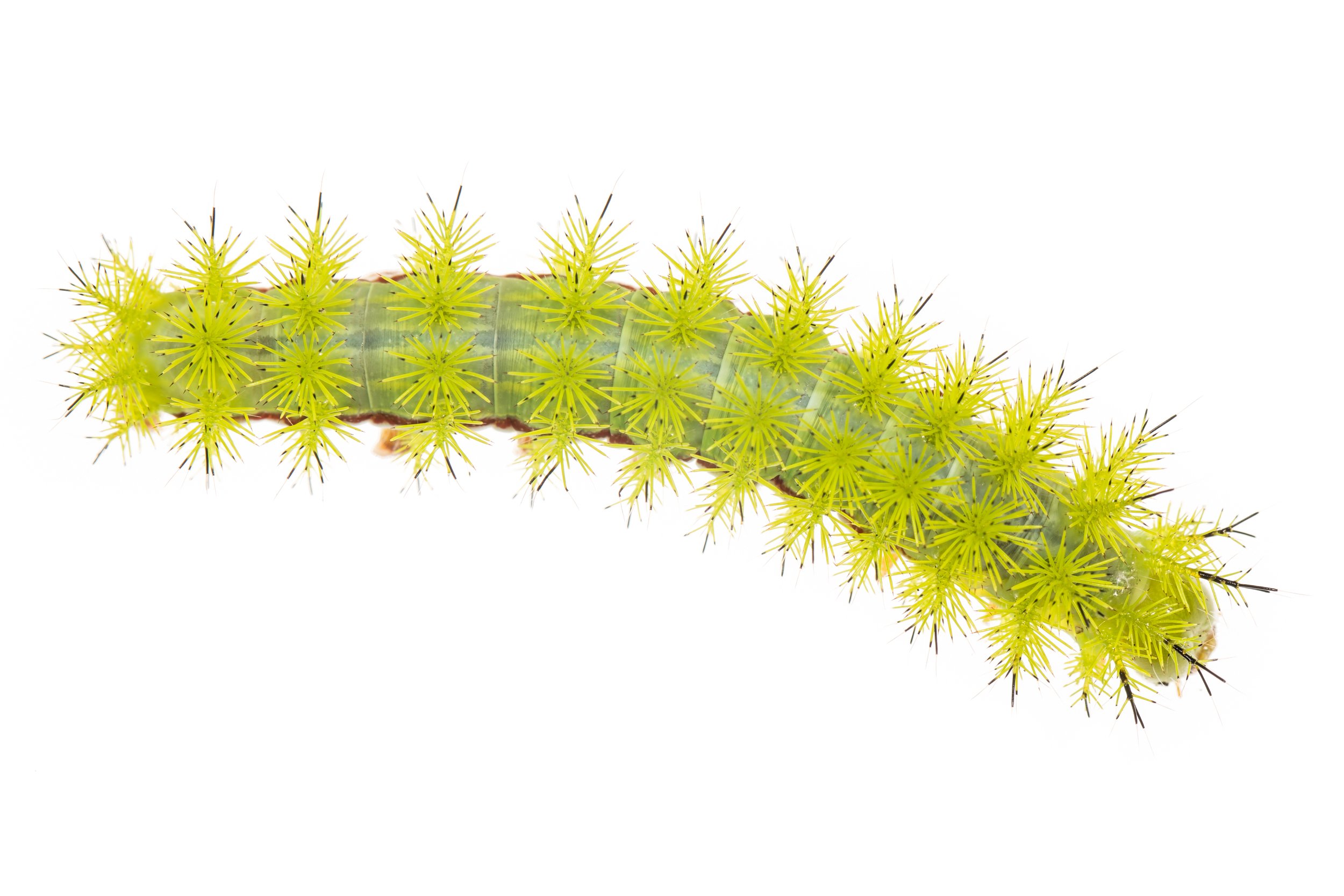 Io moth caterpillar (Automeris io)