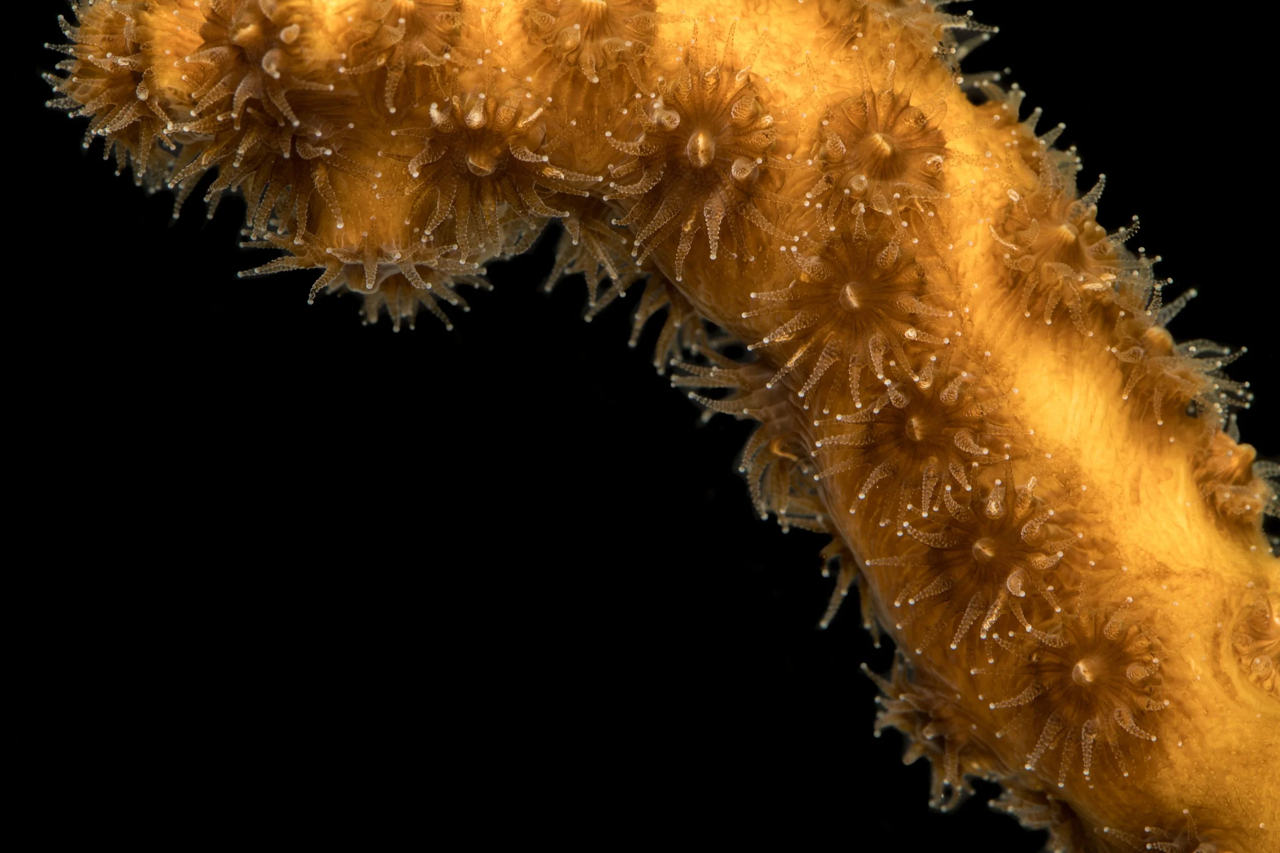 Robust Ivory Tree Coral (Oculina robusta)