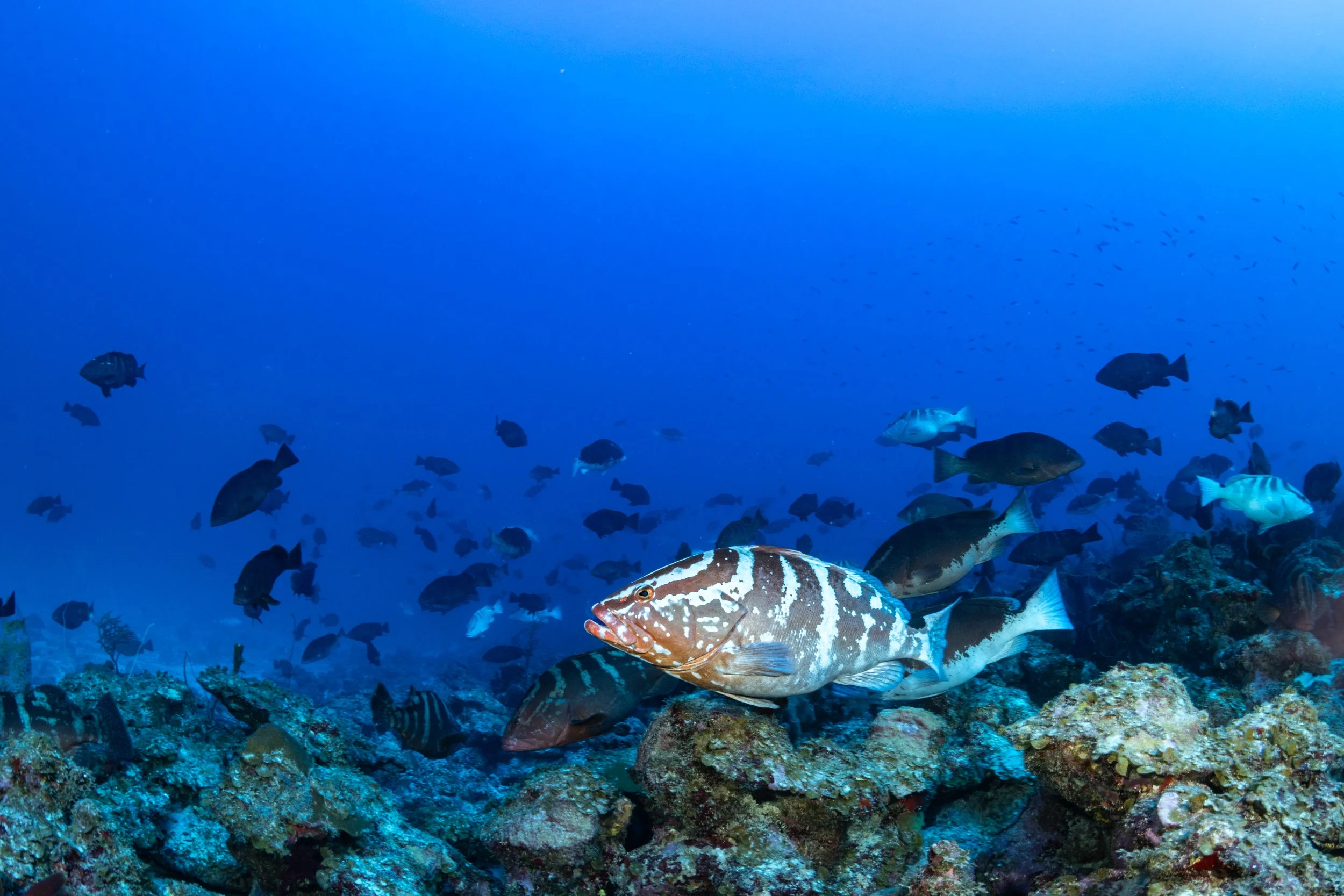 Recovery of the Nassau Grouper