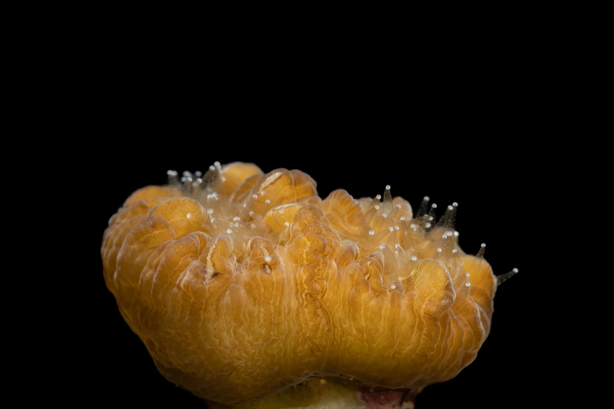 Smooth Flower Coral (Eusmilia fastigiata)