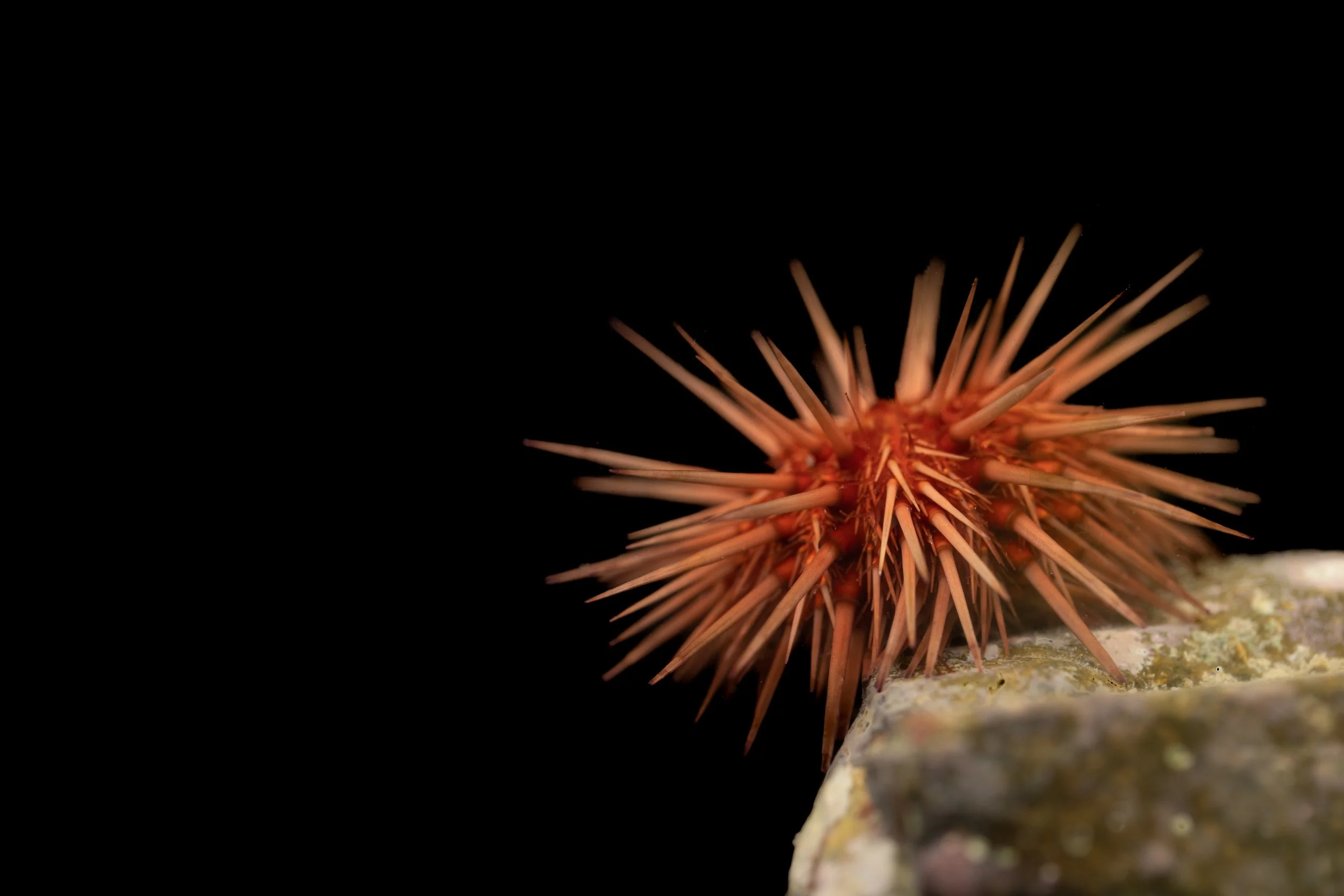 Rock Boring Urchin (Echinometra lucunter)