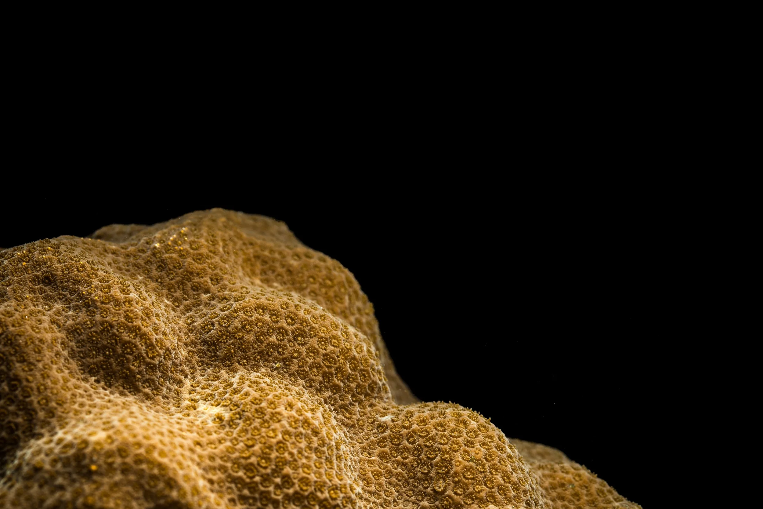 Mustard Hill Coral (Porites astreoides)