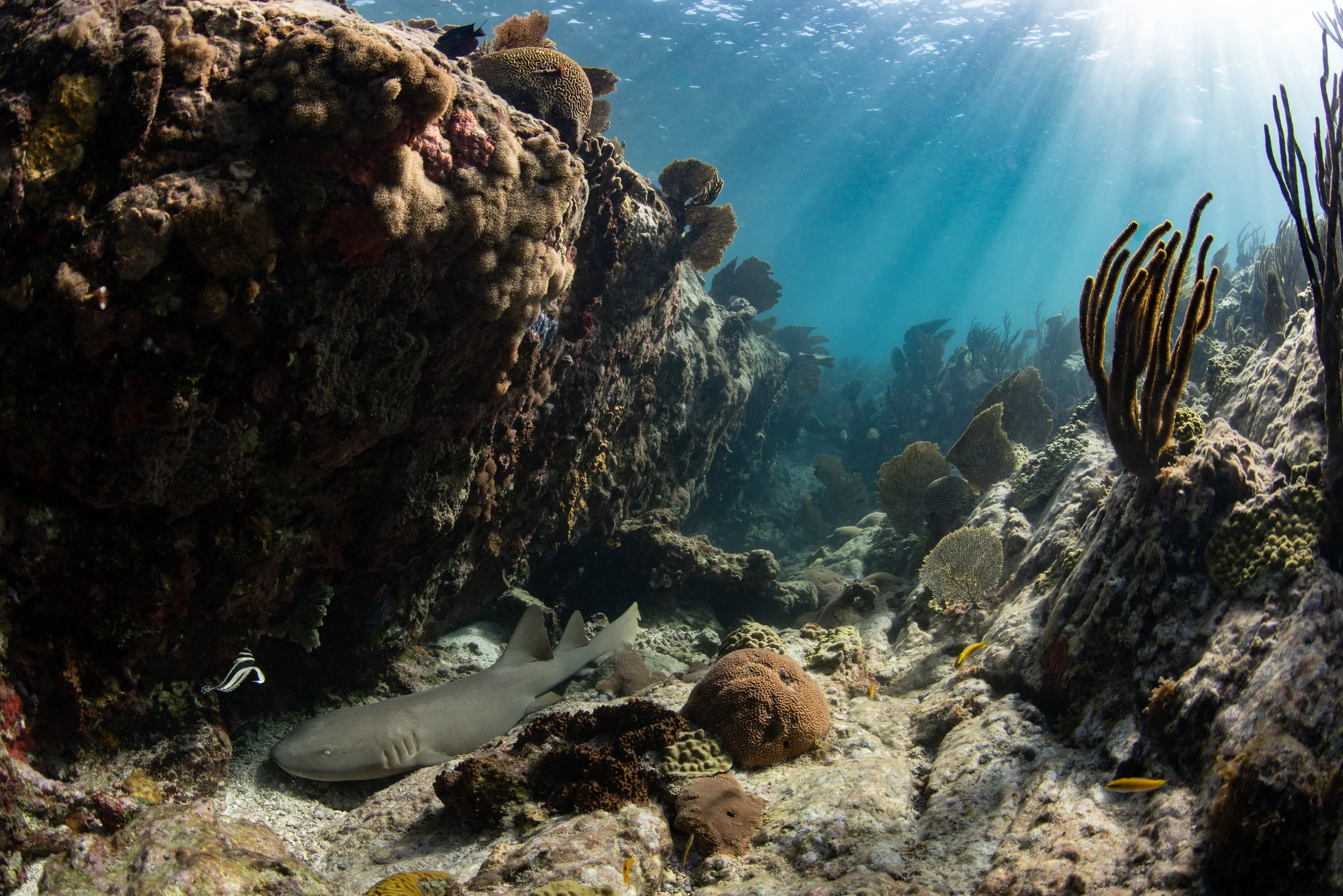 Nurse Shark (Ginglymostoma cirratum) 