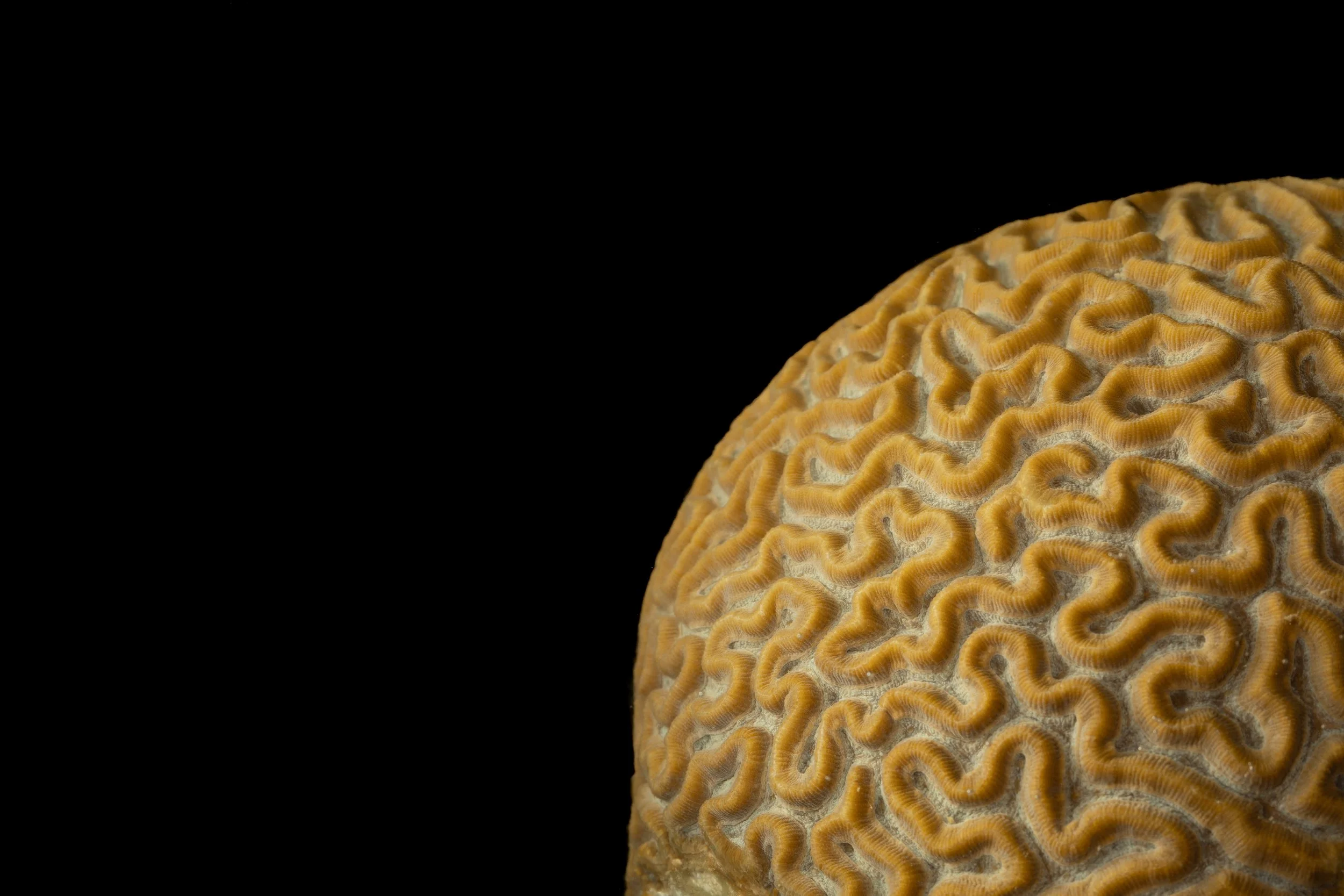 Symmetrical Brain Coral (Pseudodiploria strigosa)