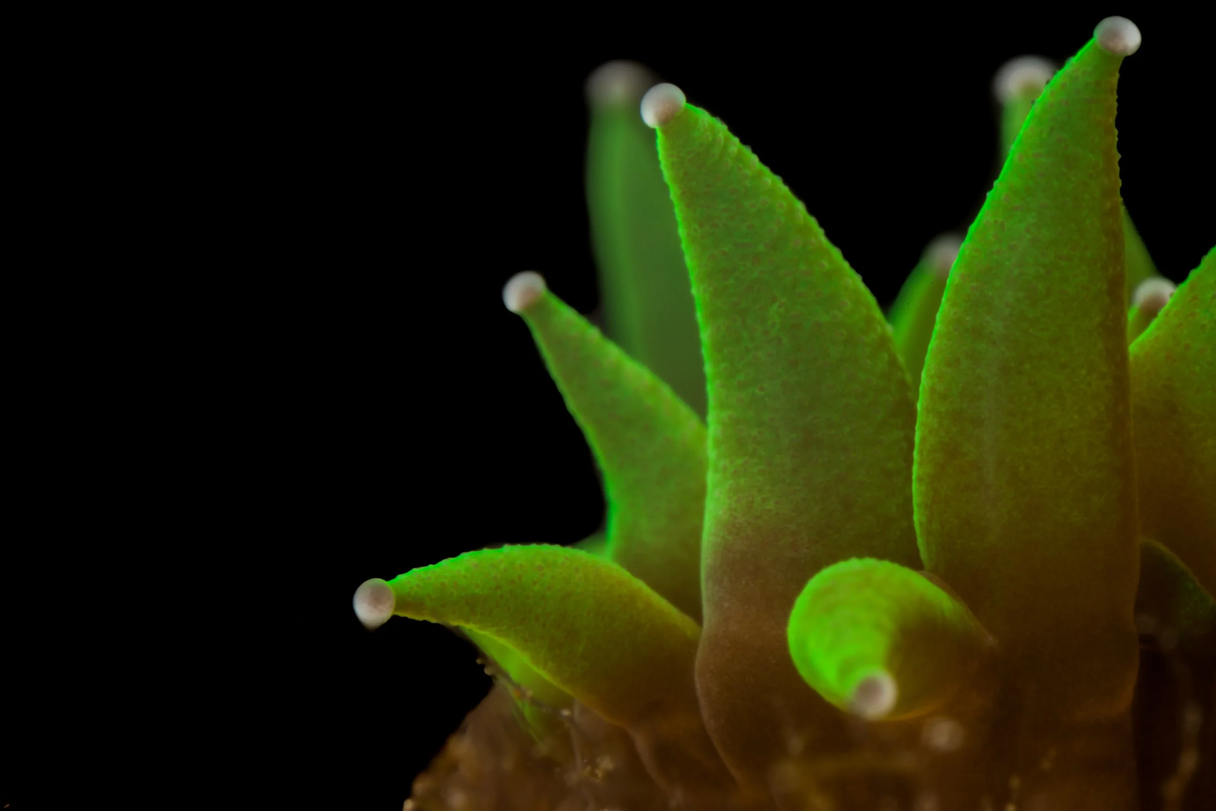 Pillar Coral (Dendrogyra cylindrus) - recruit