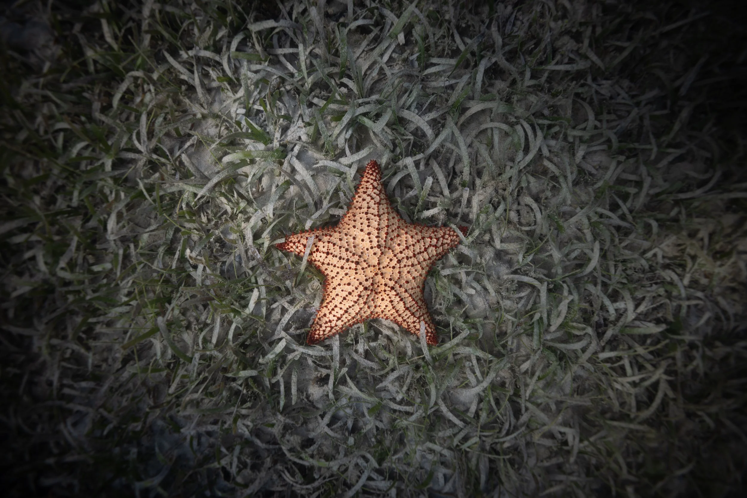 Cushion Sea Star (Oreaster reticulatus)