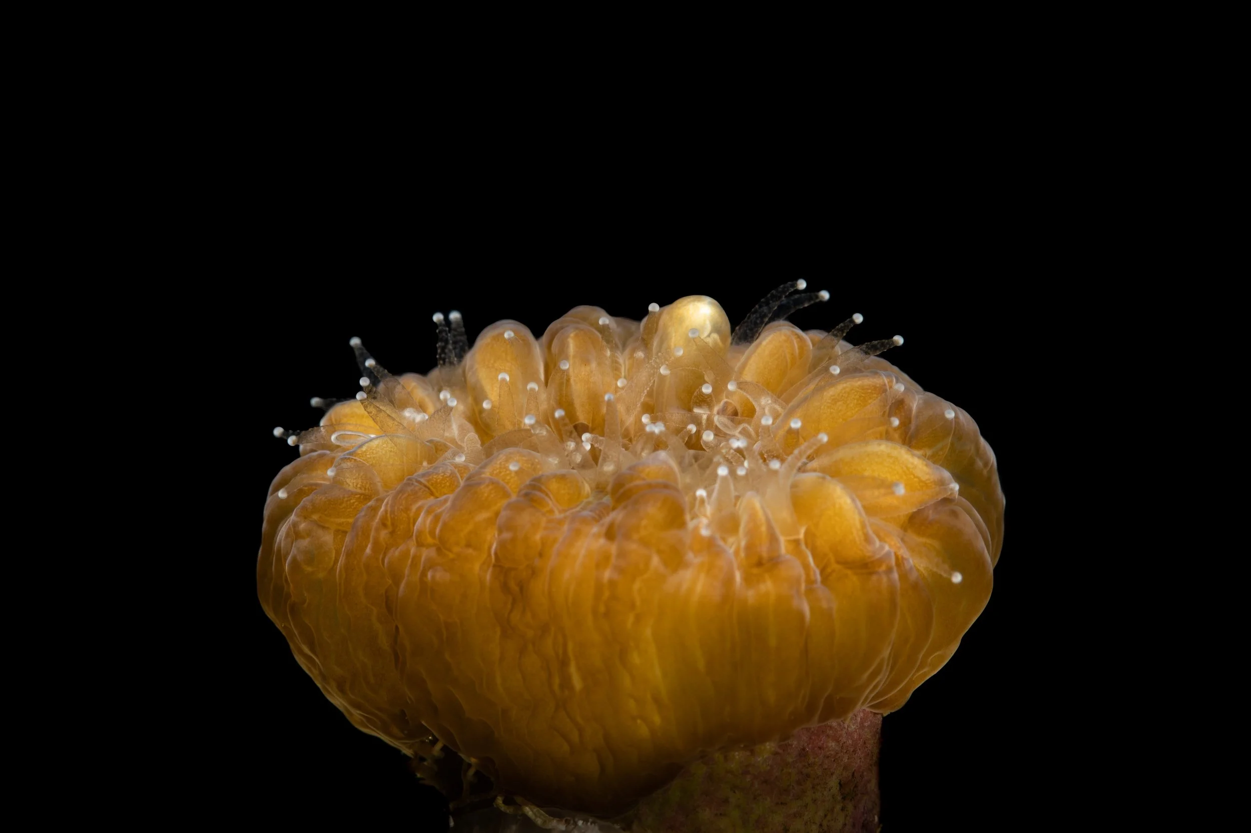 Smooth Flower Coral (Eusmilia fastigiata)