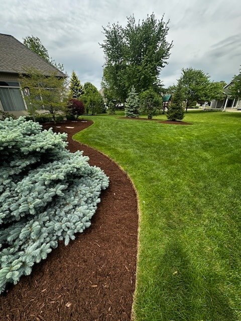 Lush green lawn with a curved edge bordered by freshly laid mulch, surrounded by various evergreen trees and shrubs, under an overcast sky.