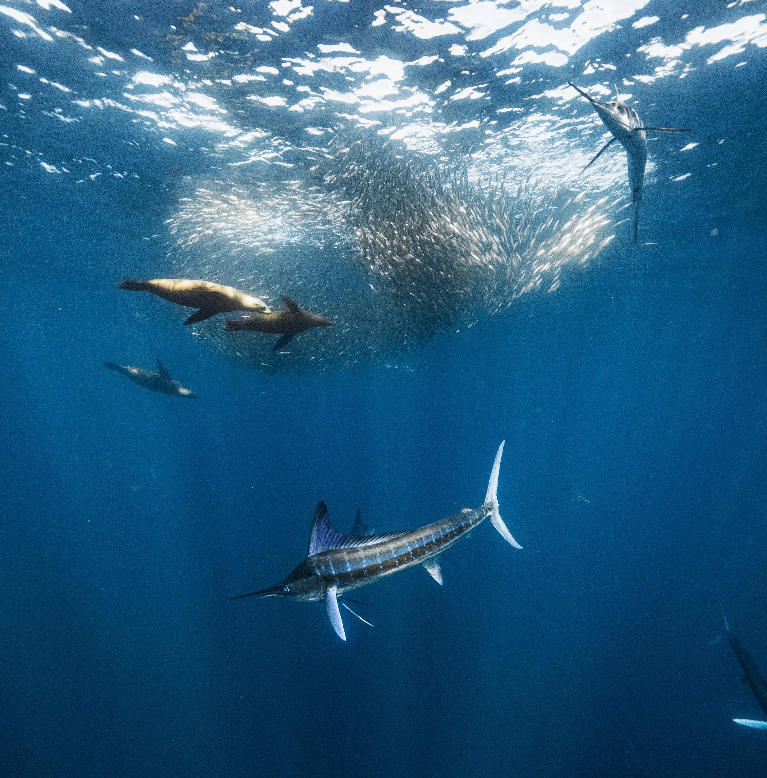 I’m not overstating it. Baja’s Sardine Run is one of Earth’s greatest natural spectacles. Taking place in the remote waters off Bahía Magdalena, this seasonal explosion of life is an experience you don’t want to miss.
