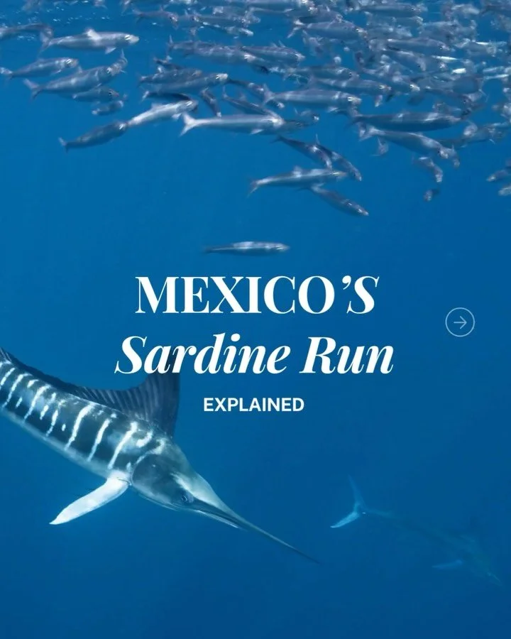 Each fall, billions of sardines migrate through Baja&rsquo;s Pacific waters&hellip;
drawing in marlin, sea lions, dolphins, whales, and even sharks for an epic feeding frenzy.
And the best part?
You can experience it up close this November 21‑26 in M