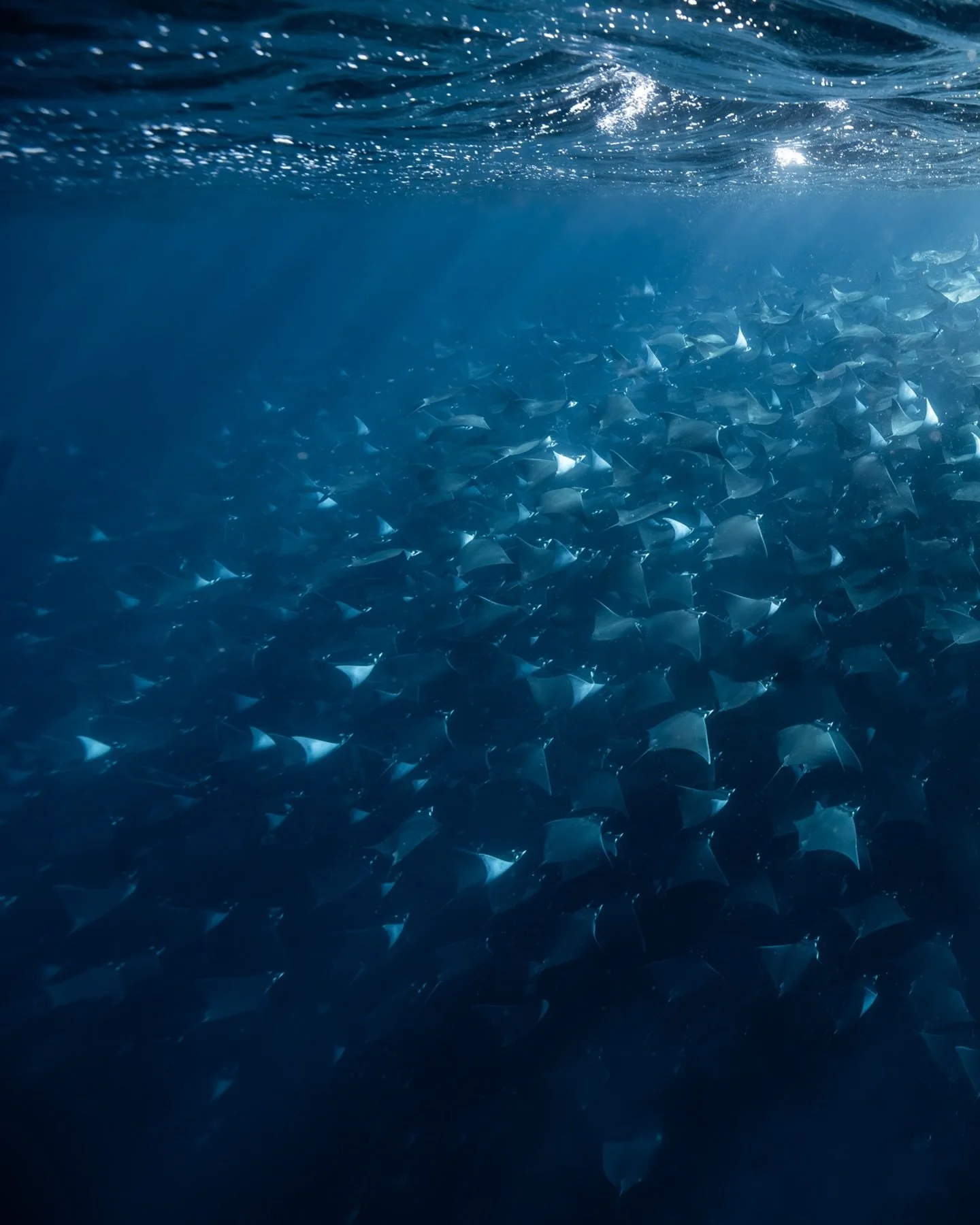 To witness a football field of life moving through the water is to feel quite sml, very lucky, and completely in awe. In my mind, I can actually hear the sound of thousands of mobula munkiana pumping water with their wings. It&rsquo;s a low, rhythmic