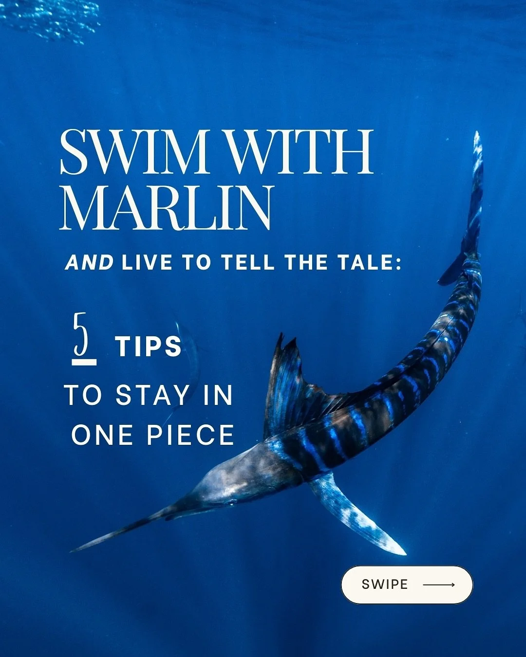 Is it dangerous to swim with marlin?
Short answer&hellip; it could be. With the wrong behavior. 
Marlin are built like torpedoes with swords on their heads. They&rsquo;re lightning-fast, powerful hunters. So yes&hellip; if you swim into the middle of