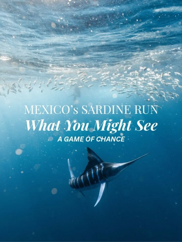The Major Players in Magdalena Bay- Let&rsquo;s break it down: 

&nbsp;&nbsp;&nbsp;&nbsp;1. Striped Marlin: Sleek, lightning-fast hunters, striped marlin are absolutely stars of the show.&nbsp;&nbsp;A very good chance of thrilling close encounters ne