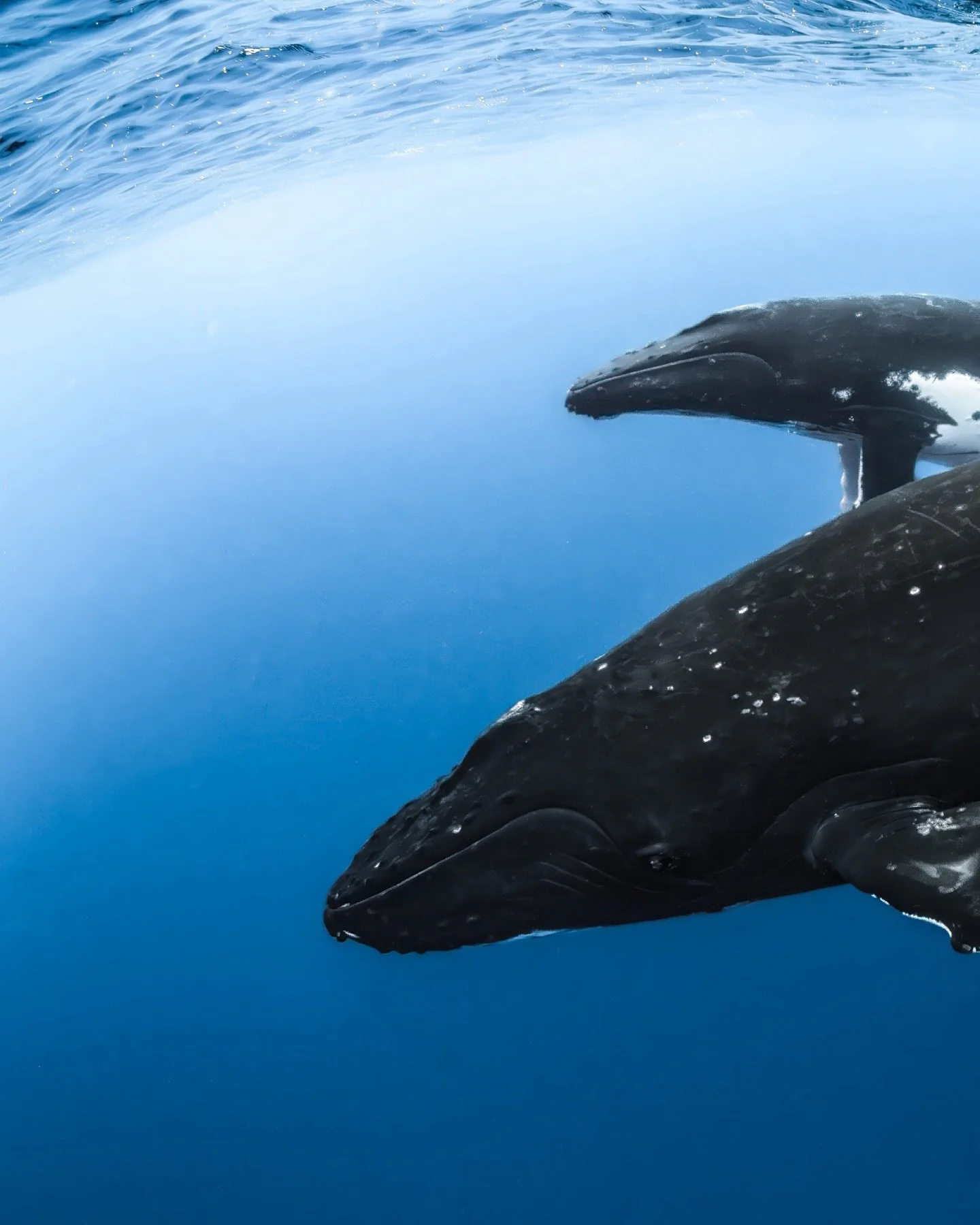 The humpbacks of the southern hemisphere are so dramatically different from our northern whales &mdash; longer pectoral fins, unique markings.

And way fewer parasites!

They&rsquo;re so spanking clean and white compared to the whales I work with.

W