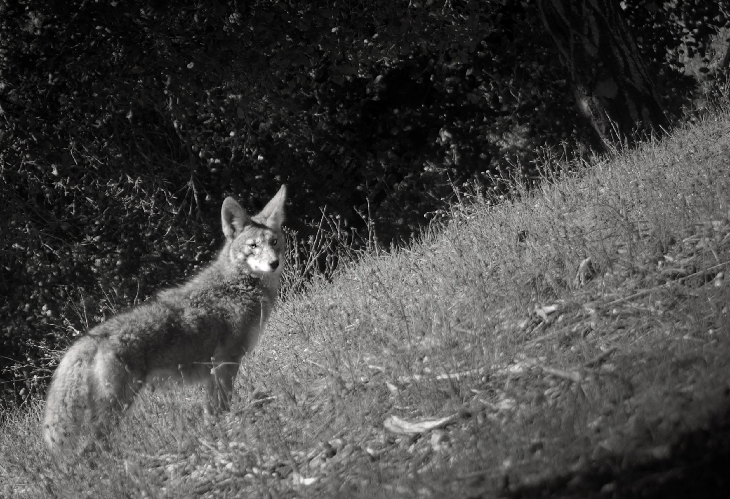  Silver Frequency  Peripheral Watch Lafaytte, 2025  LUMIX G85  |  Telephoto  |  Digital 