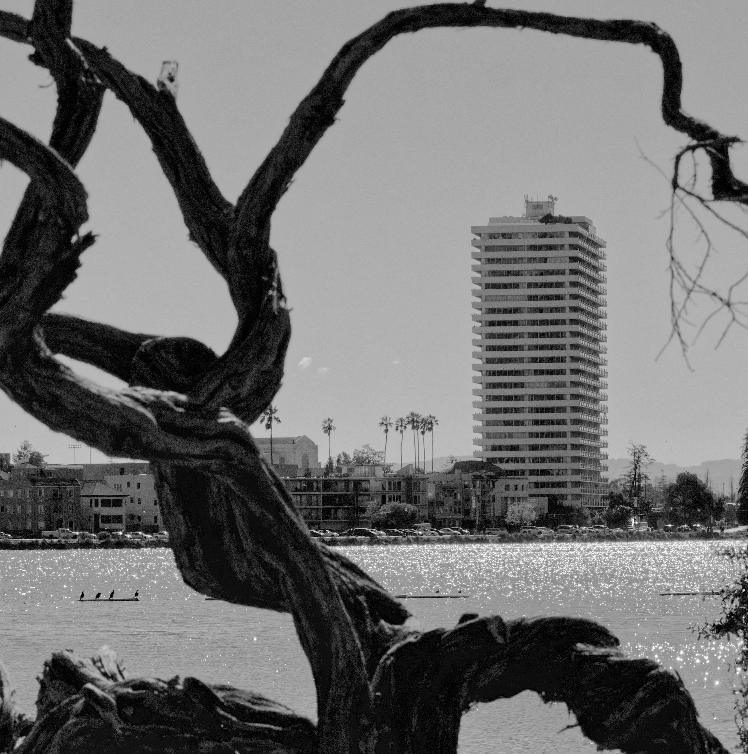  Urban Organic vs. Urban Geometric  Natural Framing in Decay Lake Merritt, 2022  LUMIX GX85  |  Telephoto  |  Digital 