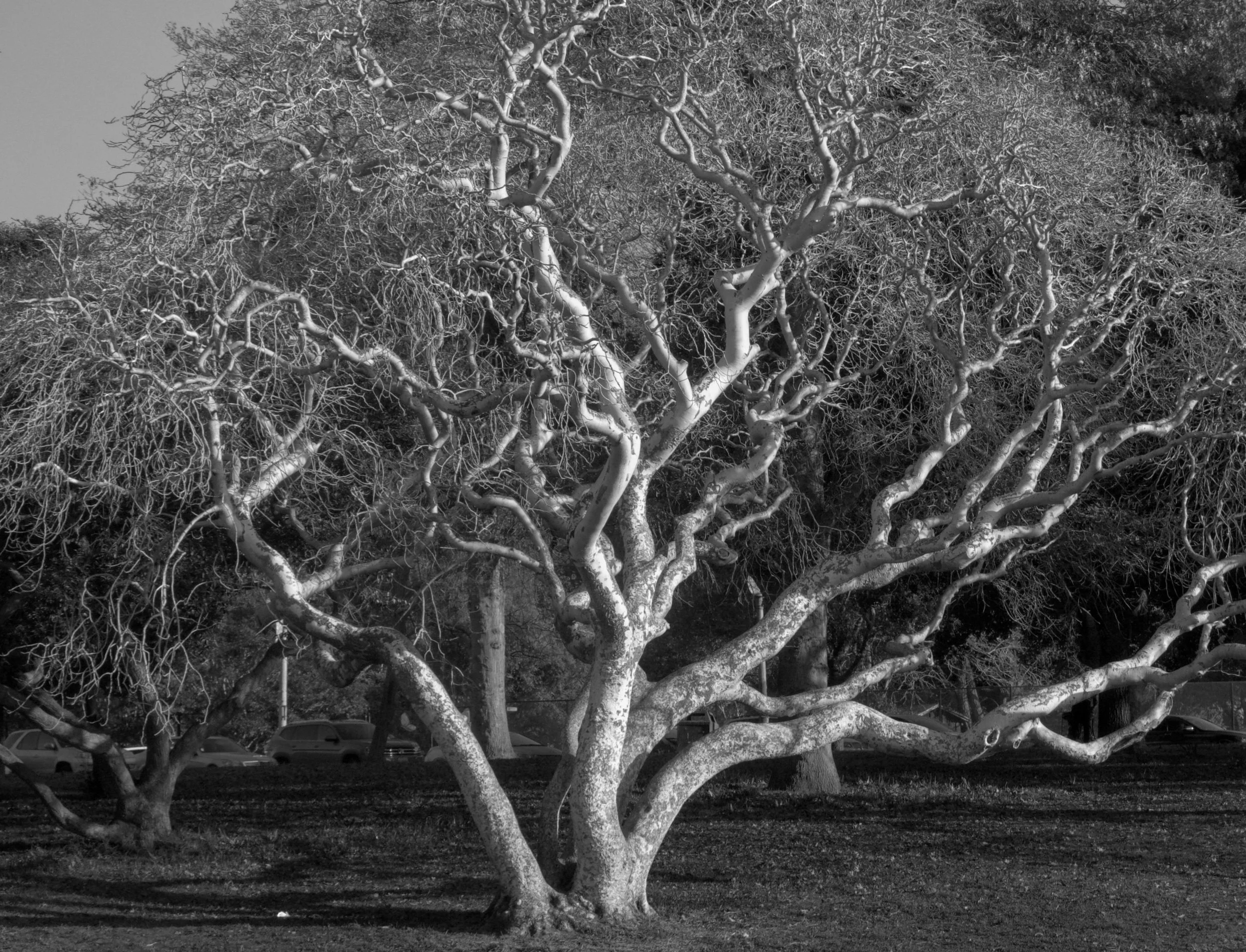  Fractal Logic  Neural Growth Lake Merritt, Oakland, 2025  LUMIX G85  |  Prime  |  Digital 