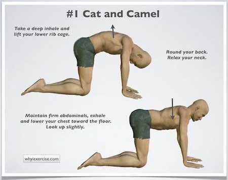 exercises.for.low.back.pain.cat.and.camel.jpg