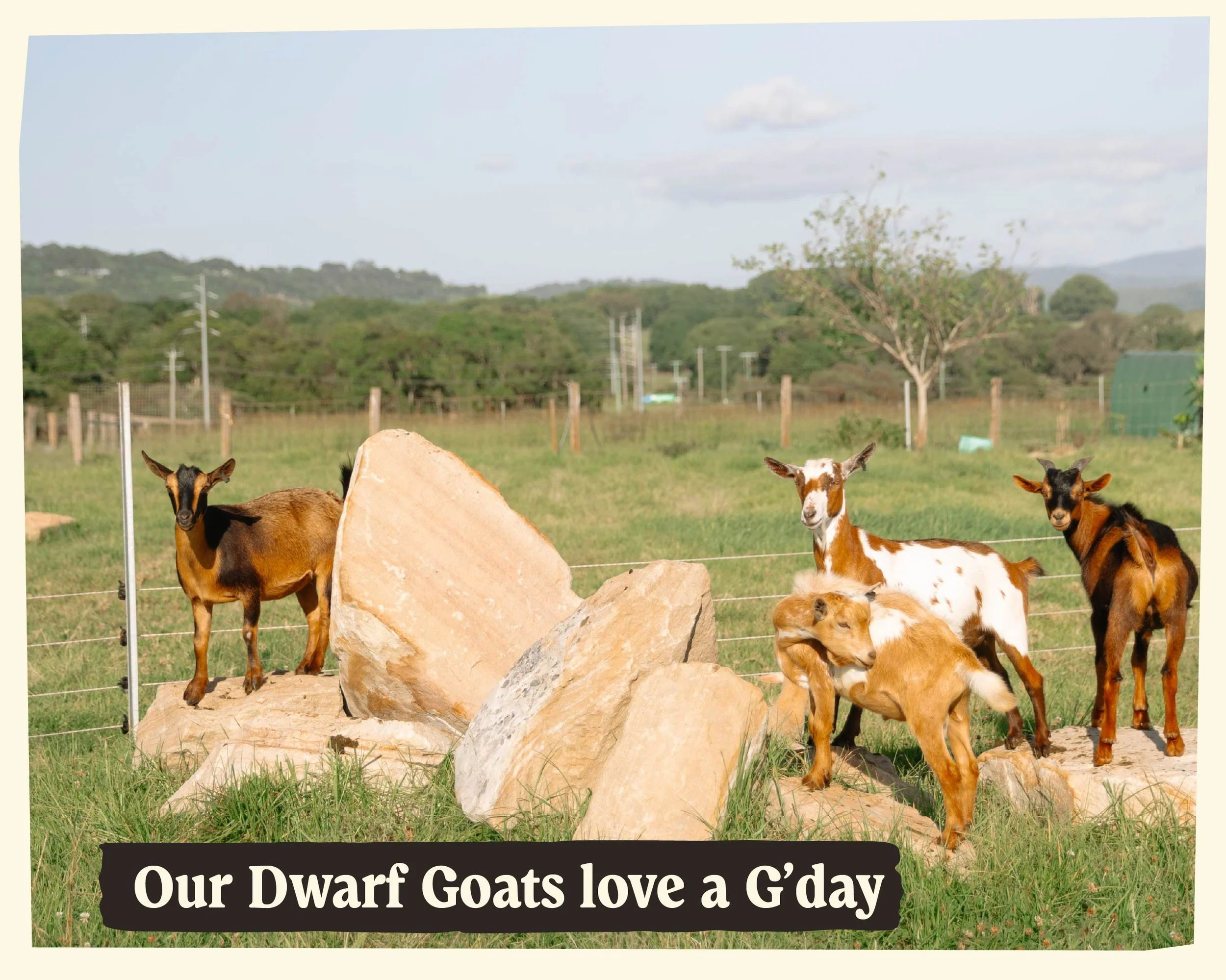 Group of dwarf goats in a grassy field with rocks, fences, and trees in the background, under a partly cloudy sky.