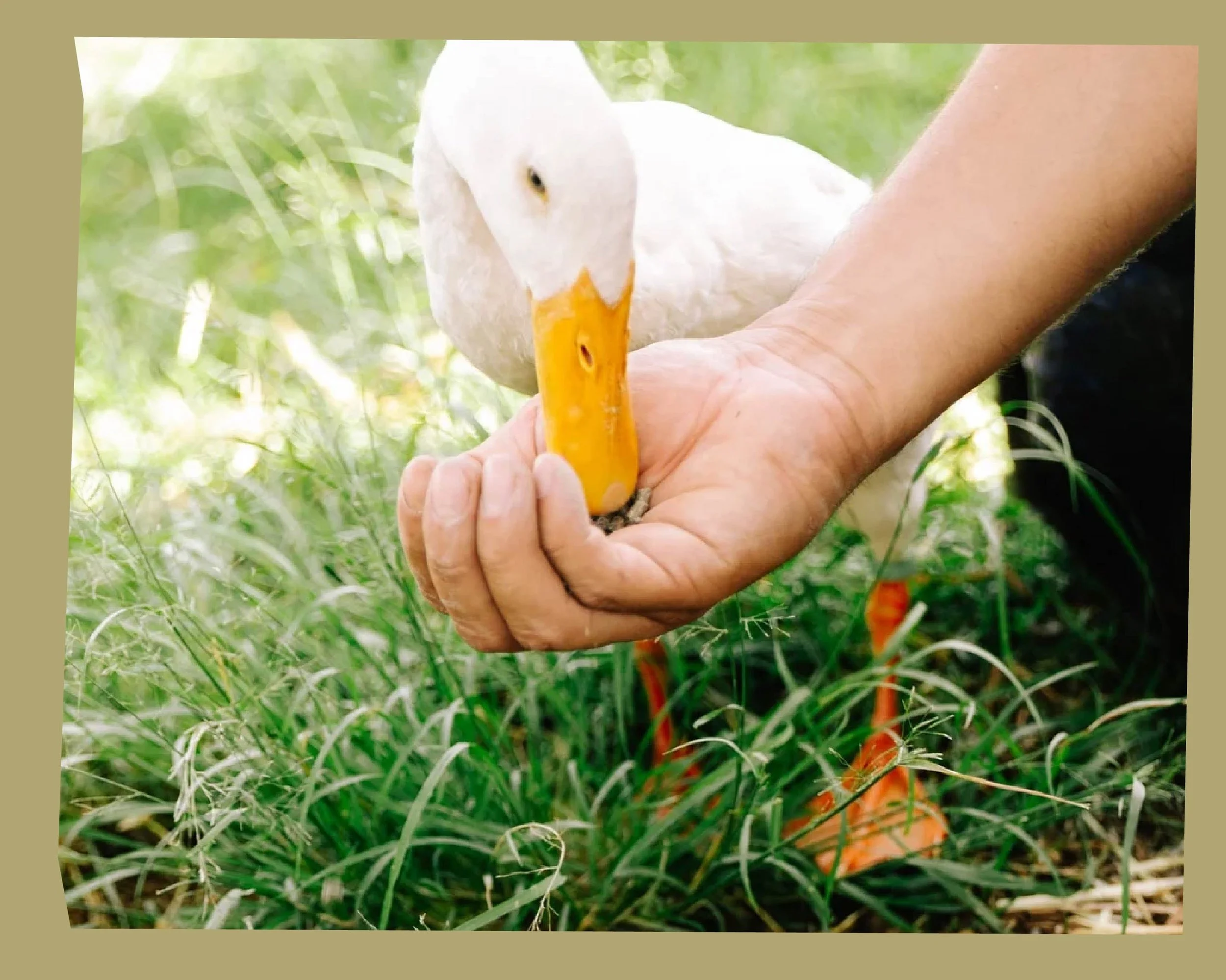 A white goose with an orange beak feeding from a person's hand outdoors amid green grass.