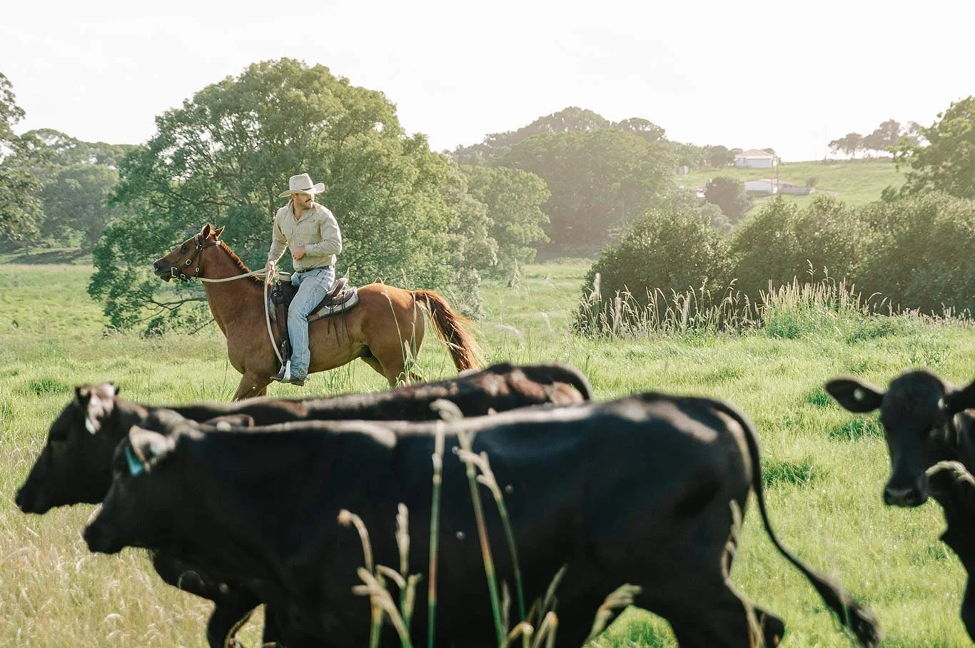 A man riding a horse in a green pasture with cows grazing nearby, trees, and hills in the background, under a bright sky.