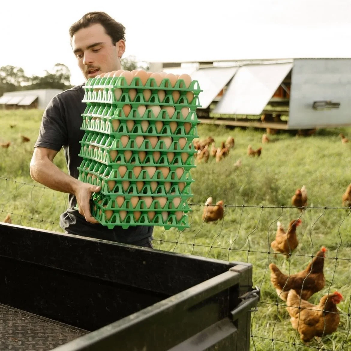 A man holding a large stack of egg cartons in a farm field with chickens and a chicken coop in the background.