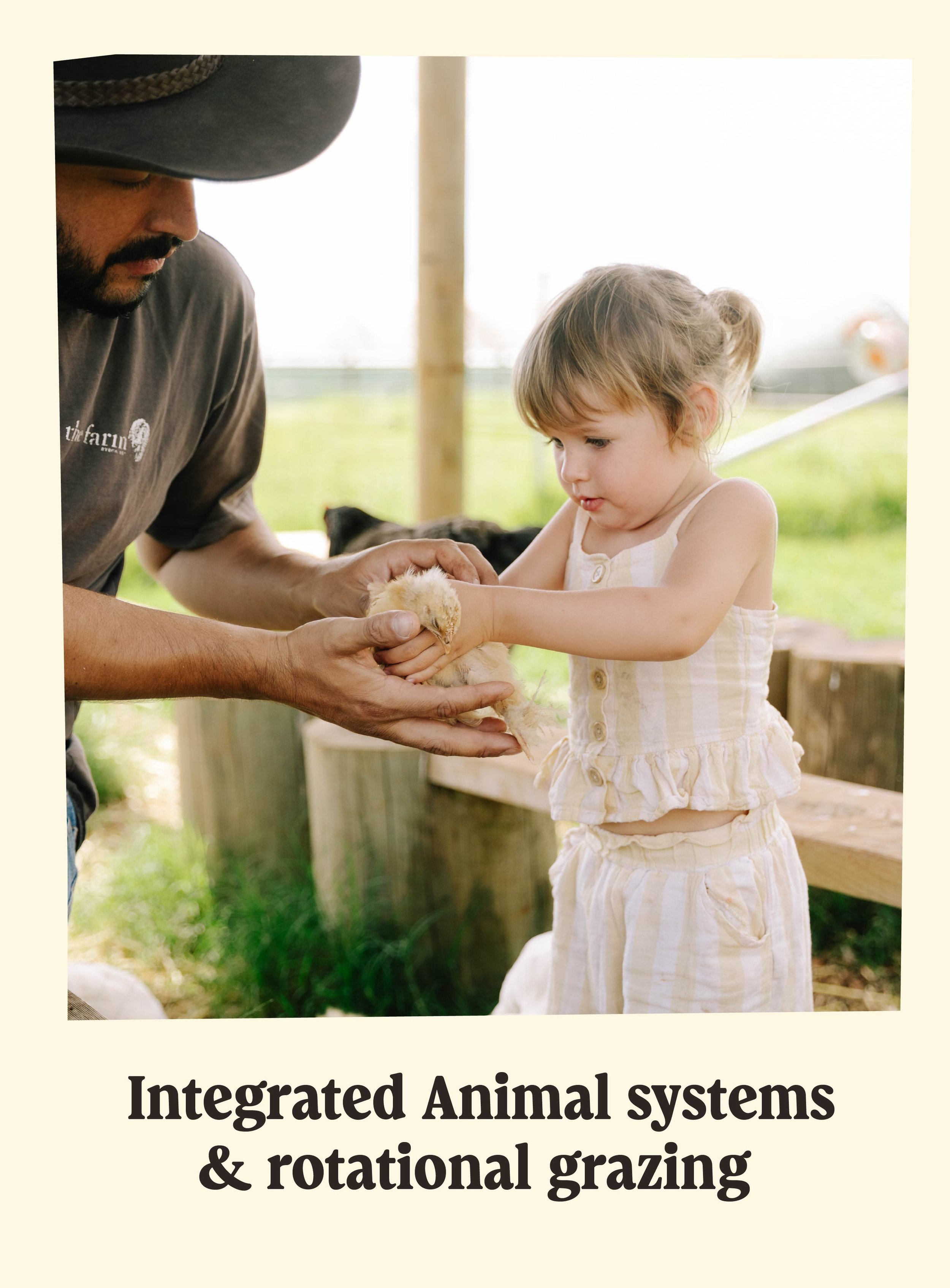 A man and a young girl holding a chick on a farm, with a grassy field and farm equipment in the background, associated with integrated animal systems and rotational grazing.