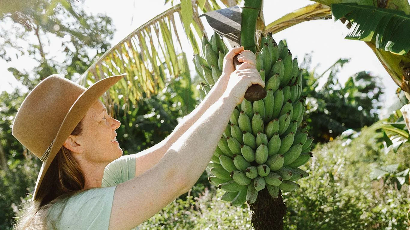 A woman wearing a wide-brimmed hat picks bananas from a banana tree in a lush garden.