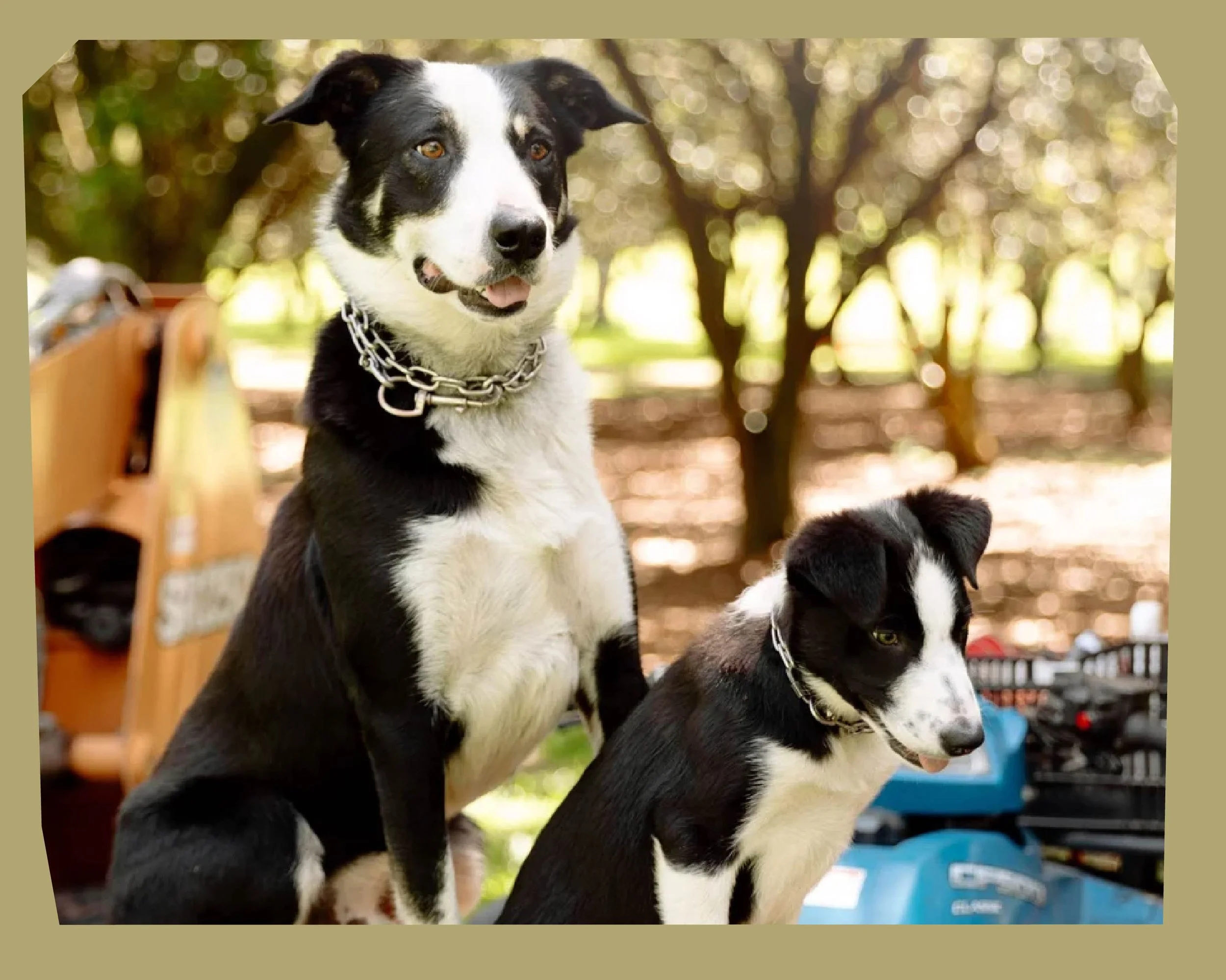 Two black and white puppies outdoors, one sitting and the other standing, with trees and playground equipment in the background.