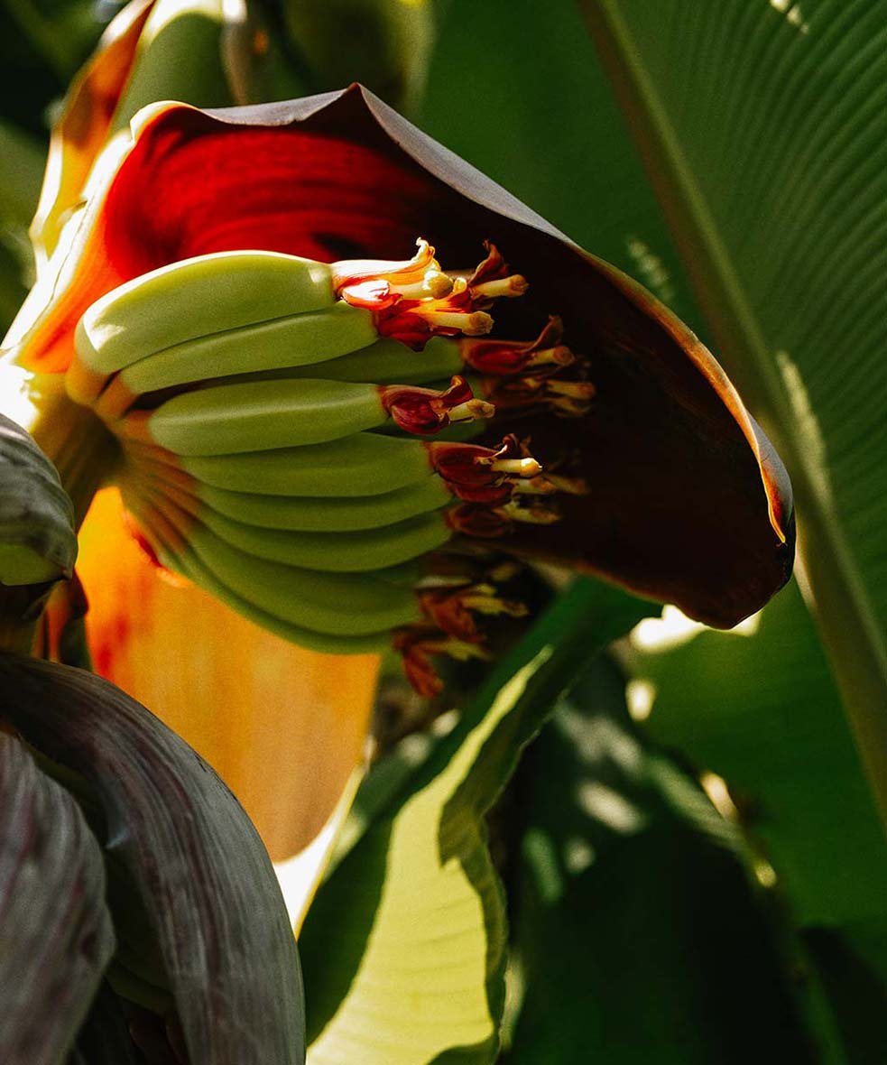 Close-up of a banana flower with green bananas emerging from inside, surrounded by large green leaves.