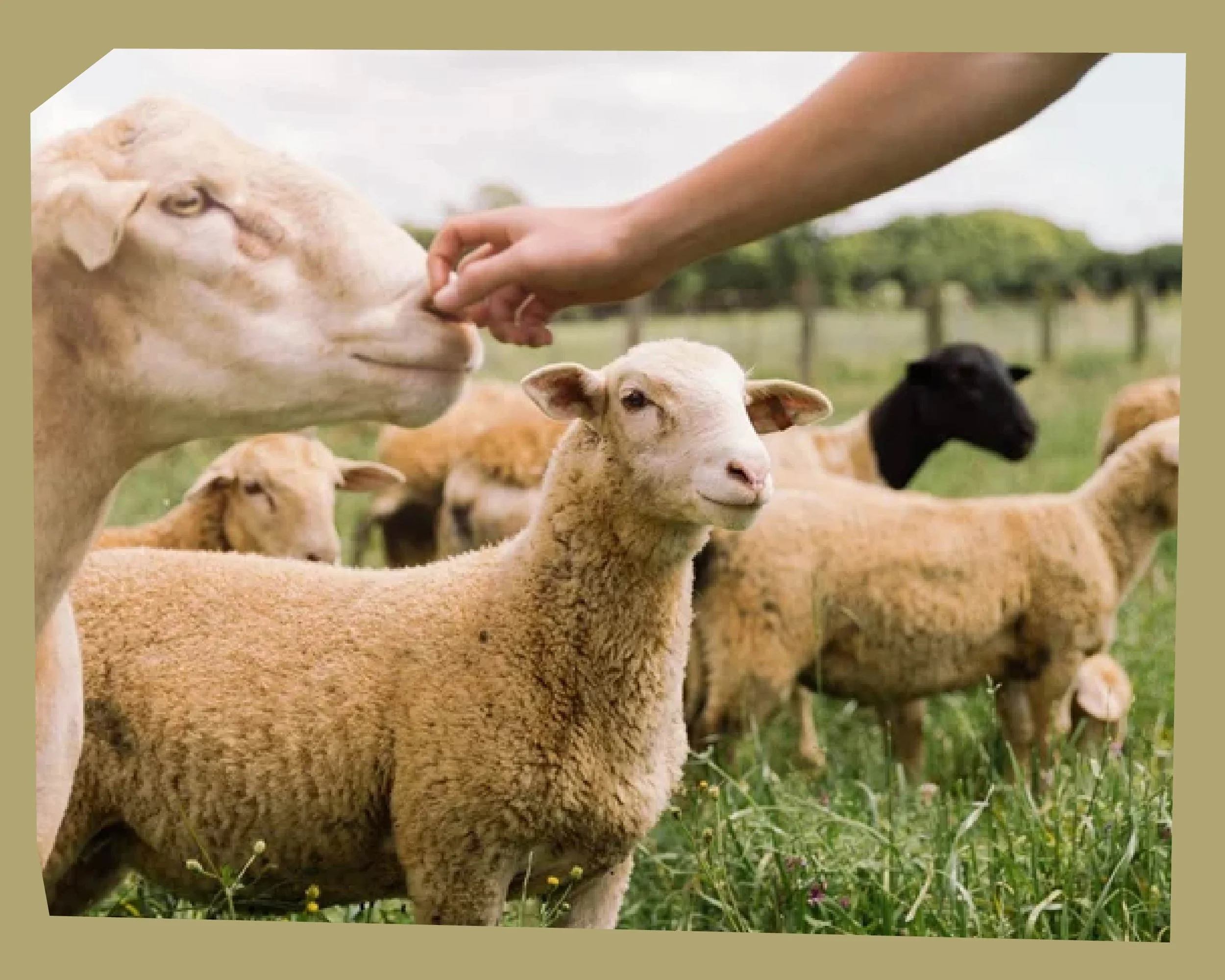 A group of sheep, one large and one small, on a grassy field with trees in the background, and a person's hand reaching out to touch the larger sheep.