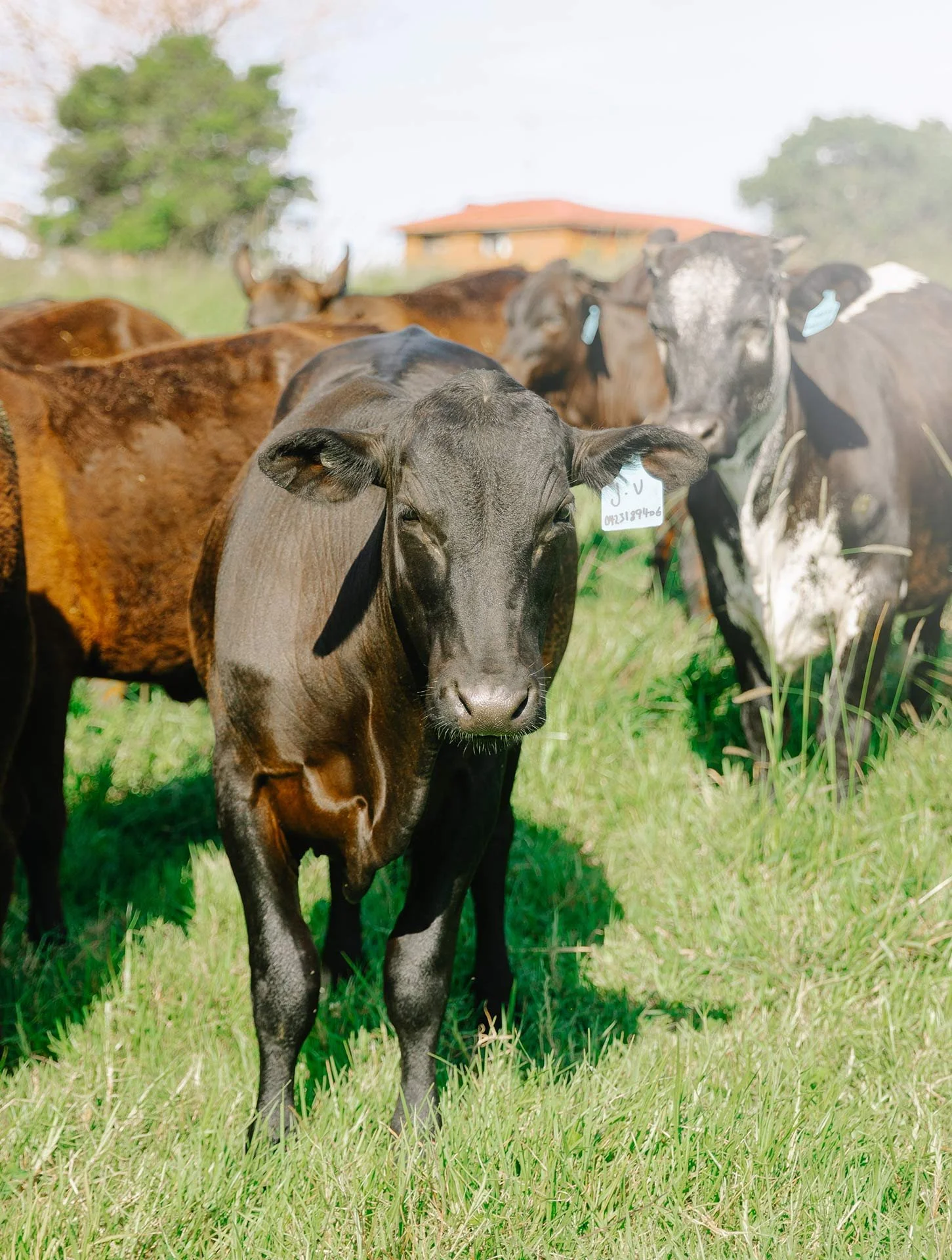 Close-up of a black and brown cow with a yellow ear tag, standing in a grassy field with other cows in the background and a house and trees in the distance.
