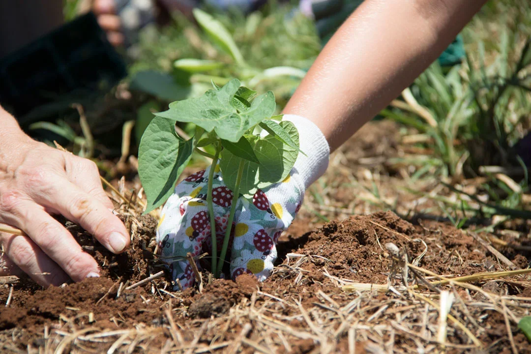 A person planting a green sprout seedling in the soil, wearing a colorful gardening glove, with dirt and plants in the background.