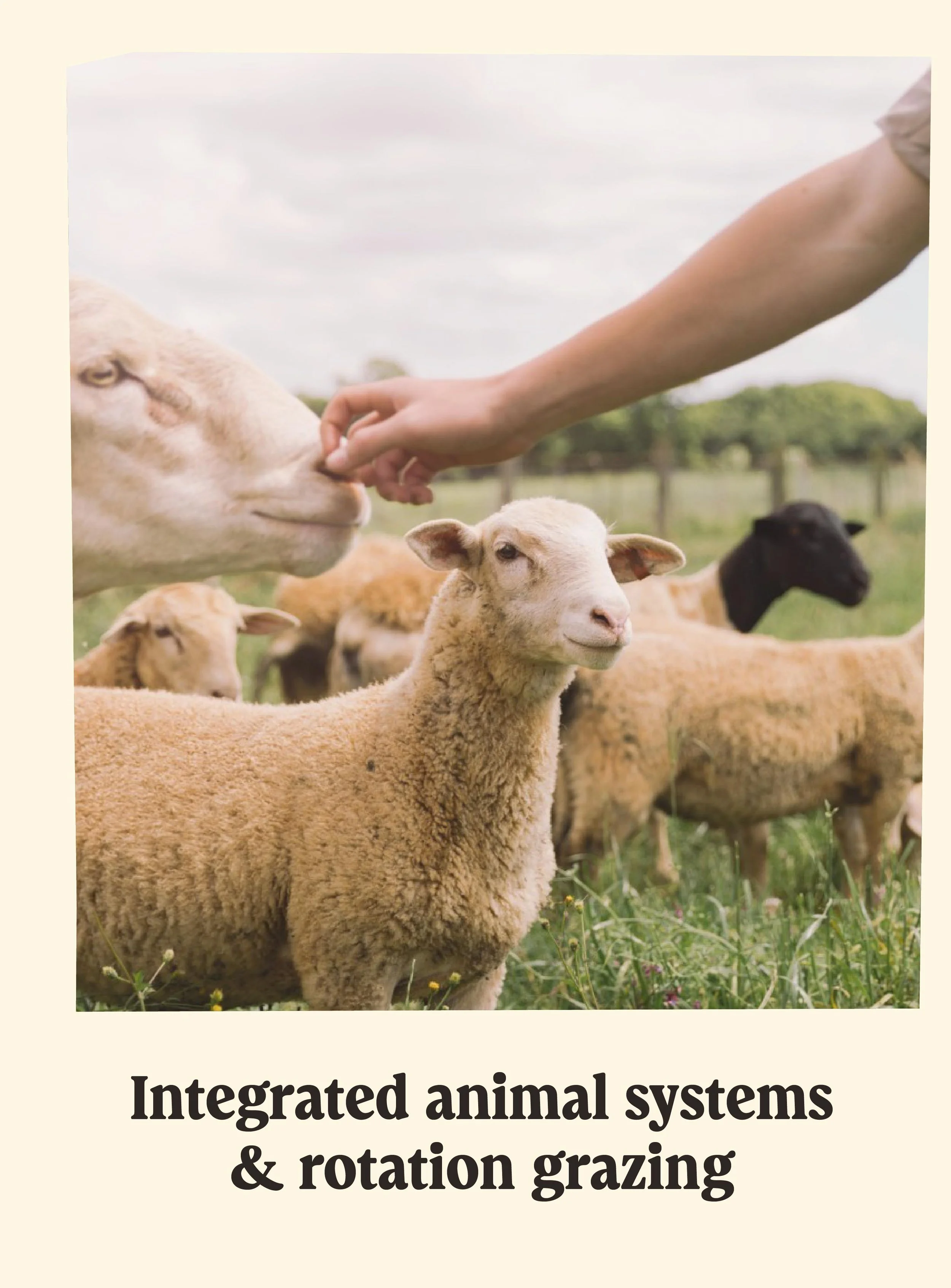 A person is petting a group of sheep in a grassy field with trees in the background.