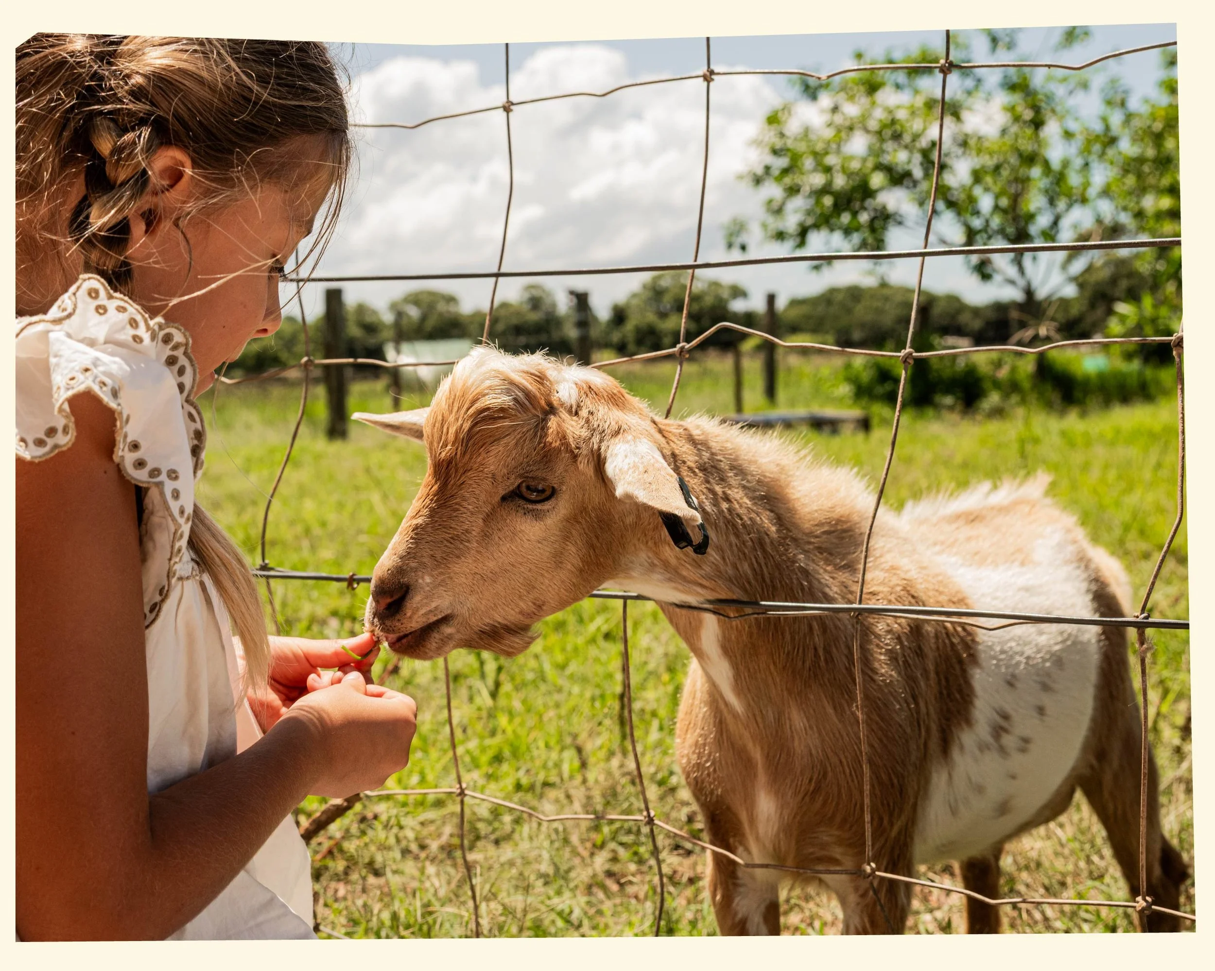 A young girl with braided hair and eyelet embroidery on her white dress feeds a calf through a wire fence outdoors during the daytime.