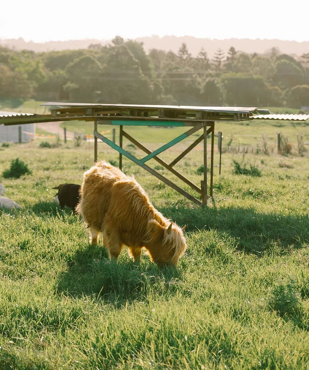 A golden-haired dog grazing on green grass in a rural farm setting with trees and fencing in the background under sunny weather.