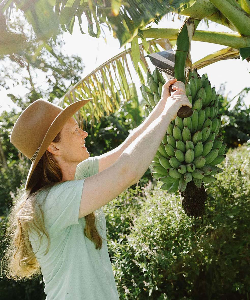 Woman wearing a wide-brimmed hat harvesting bananas from a banana tree with a hatchet.